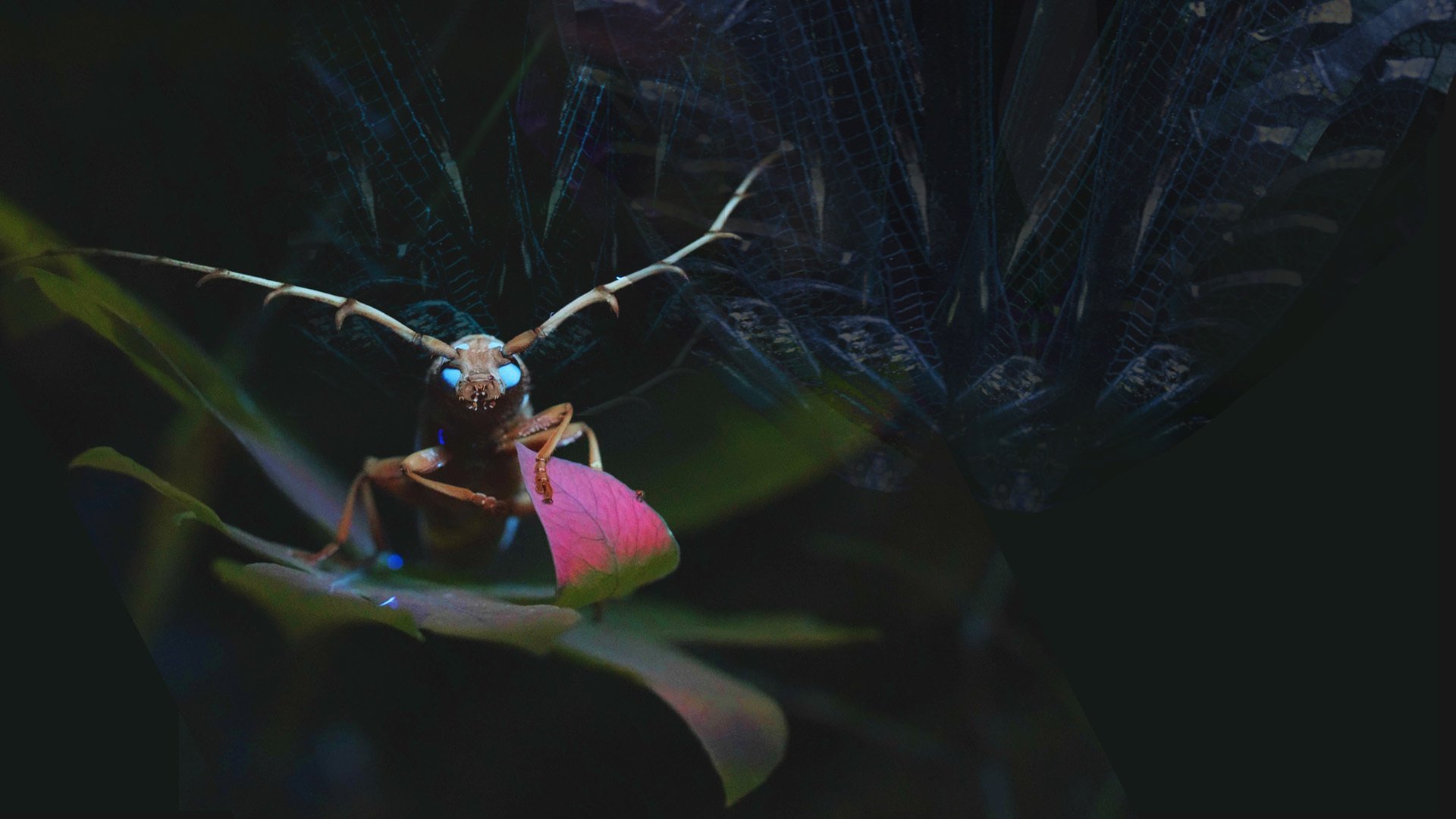 Vetenskapens värld: Jakten på insekternas hemligheter