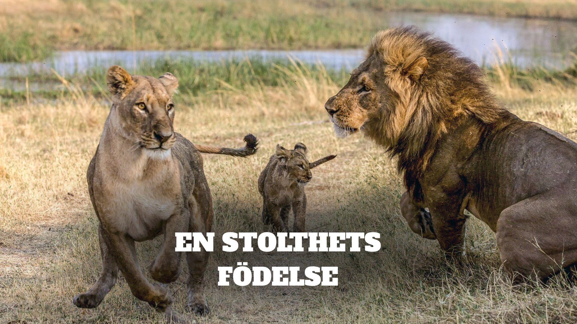 En stolthets födelse