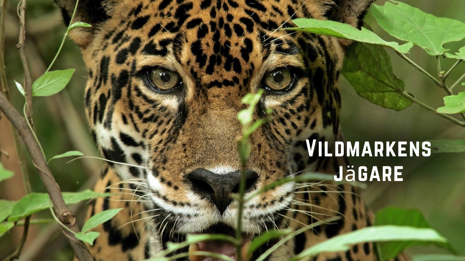 Vildmarkens jägare