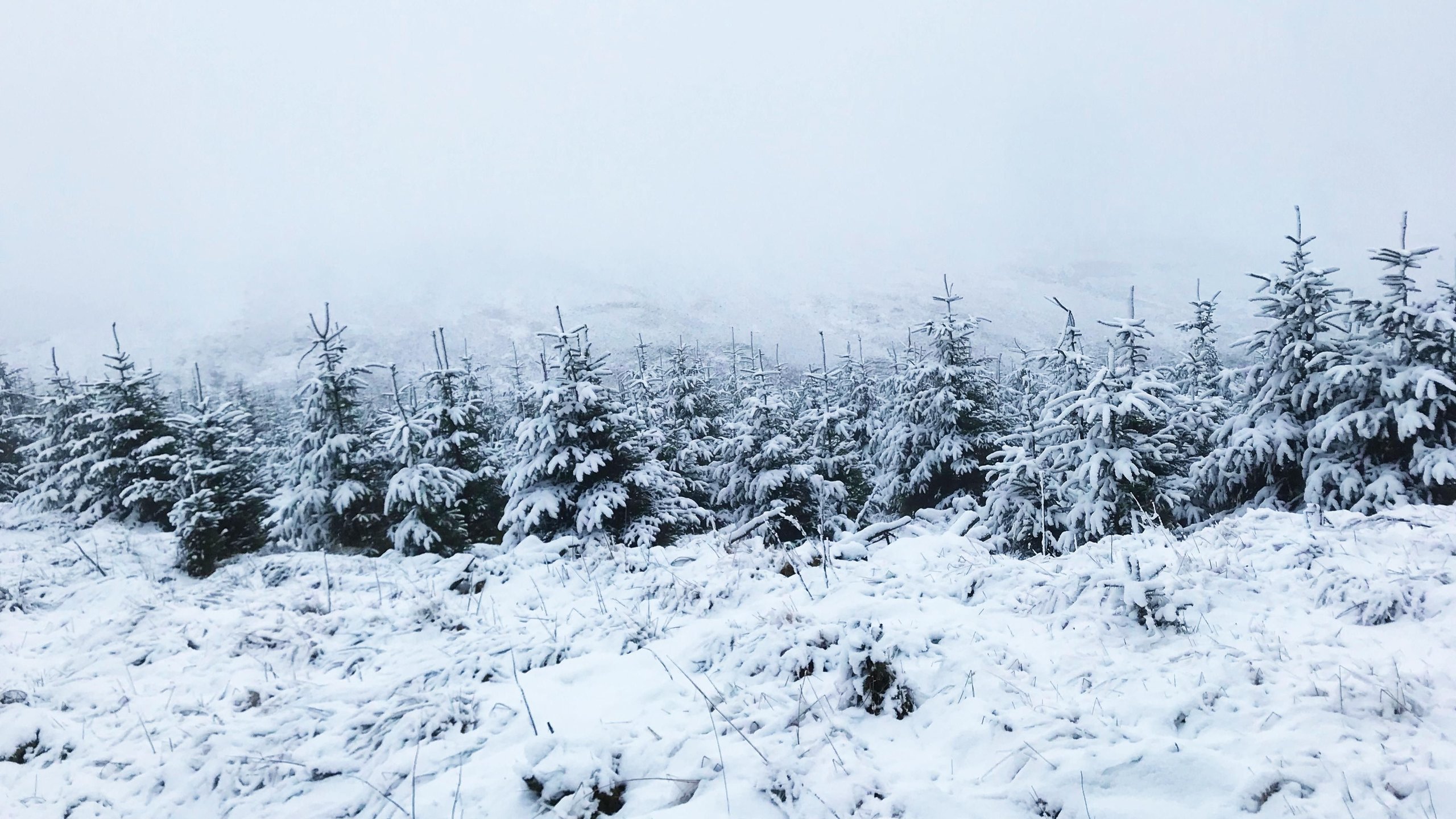 4. Vinter