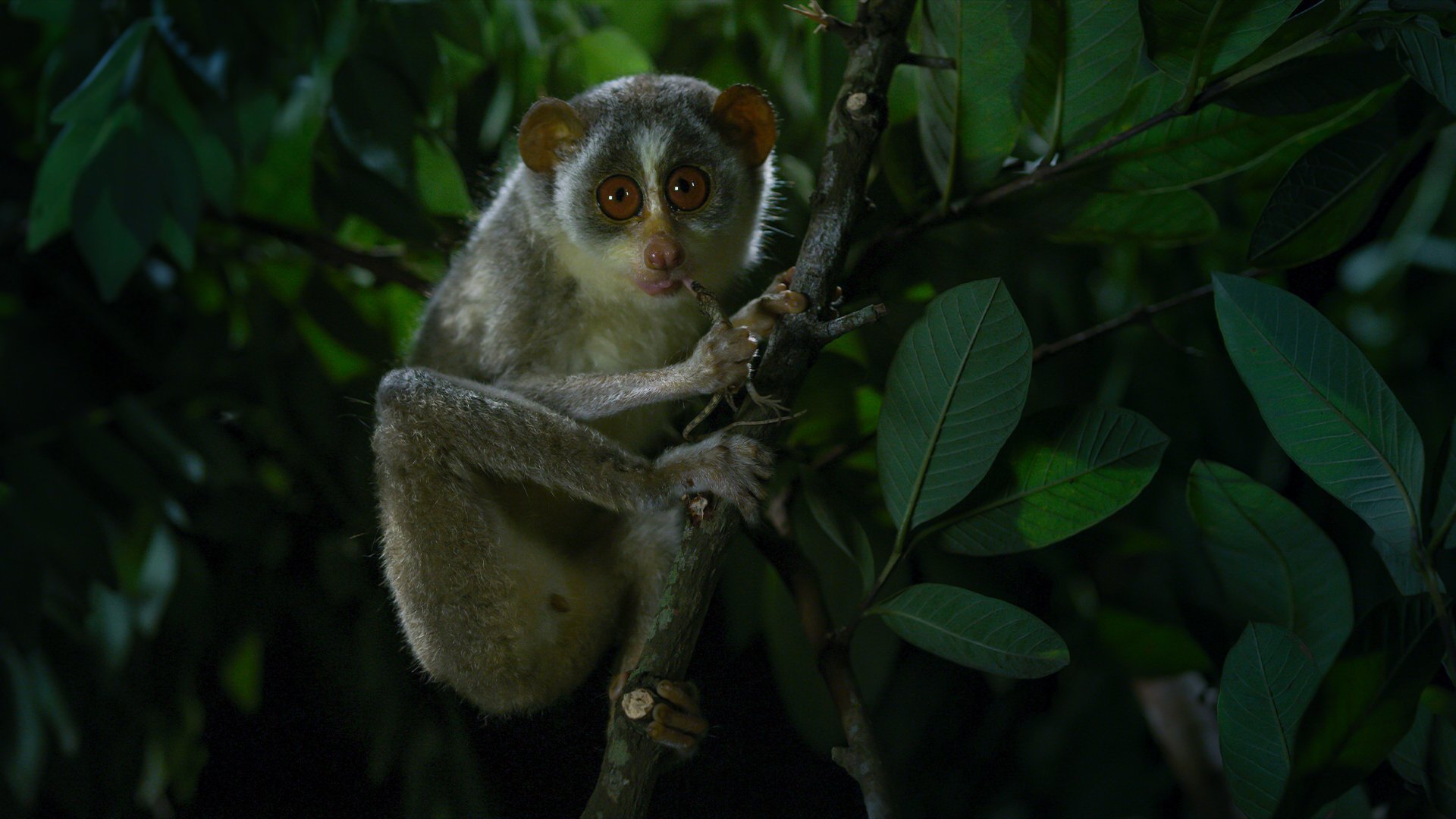 5. I den mörkaste delen av skogen