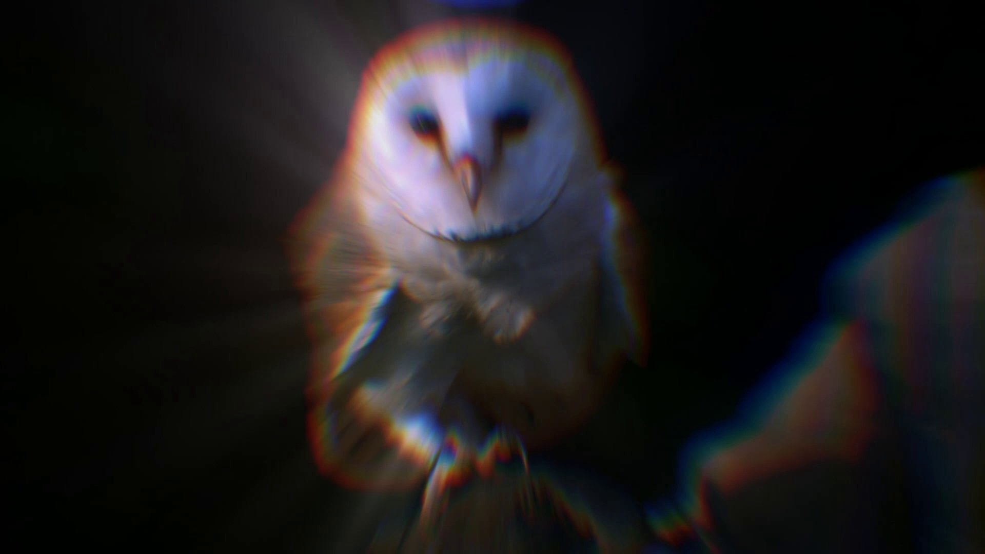 2. Supersonic Owls And Invisible Octopuses