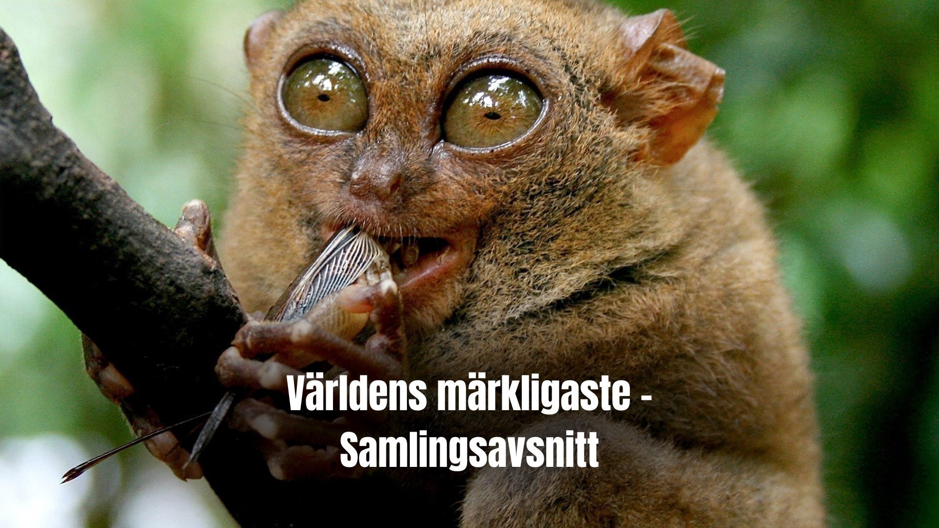Världens märkligaste - Samlingsavsnitt