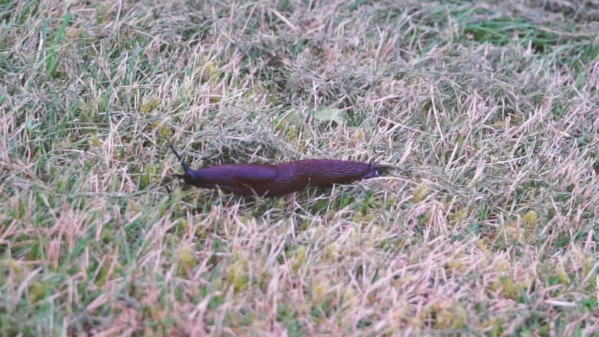 25. Snigel i fast motion