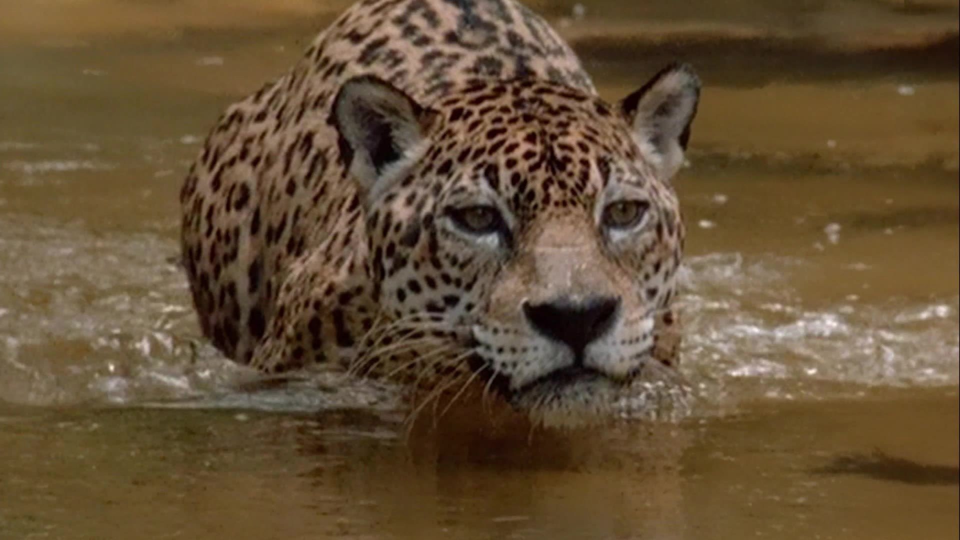 2. Amazonas