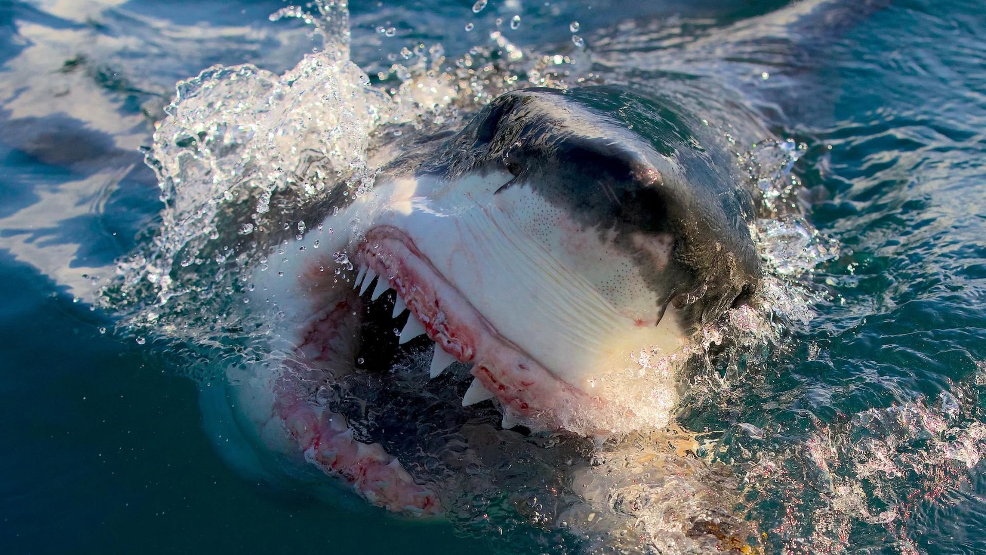 1. Shark Week: Off the Hook