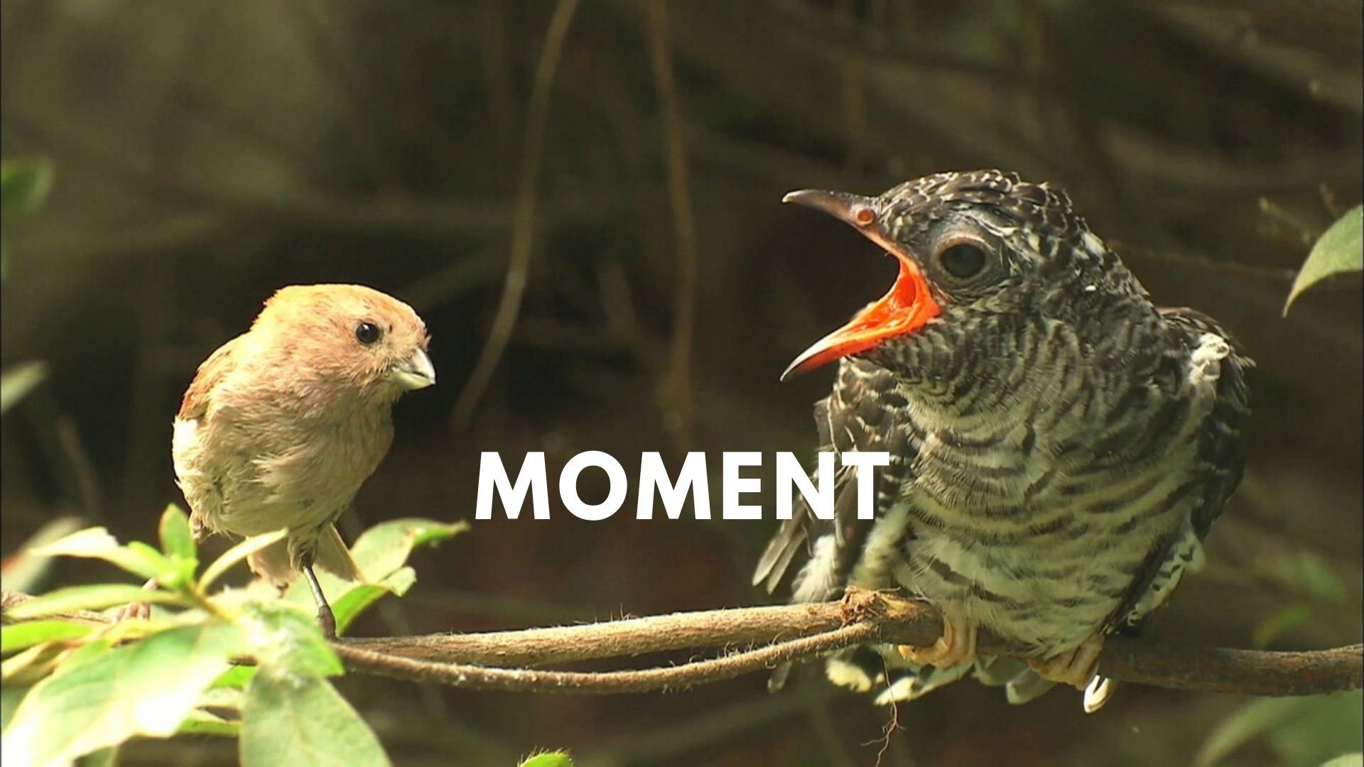 Moment