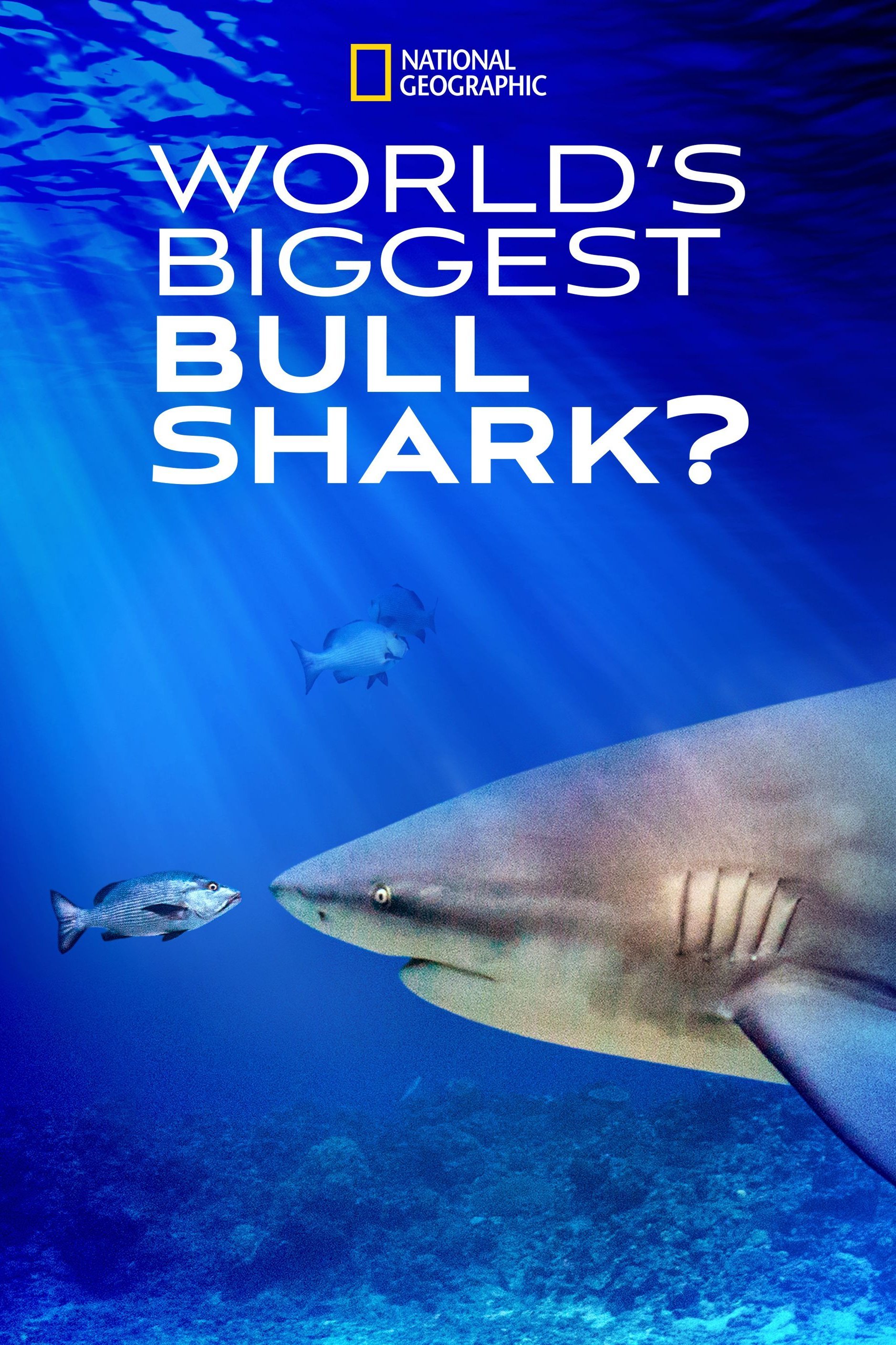 World's Biggest Bullshark