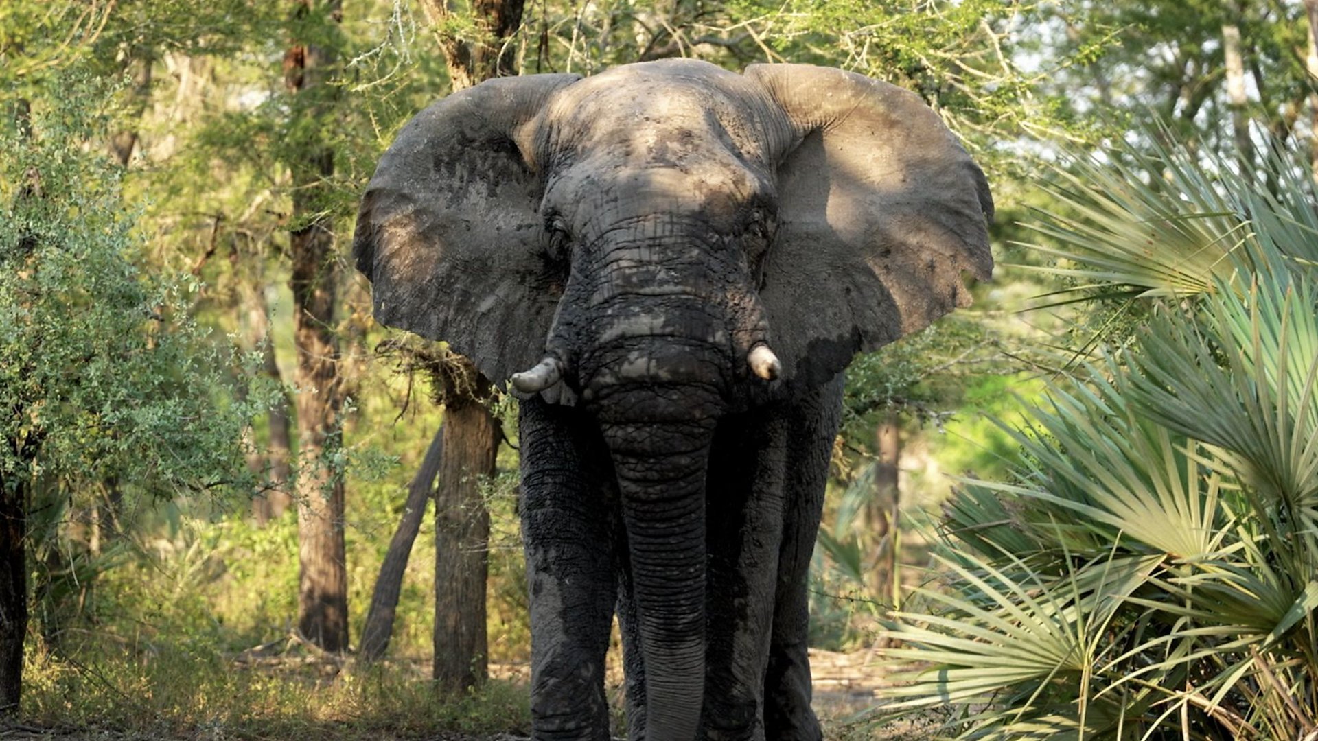 Mozambique: Gorongosa's Great Comeback - Part 2