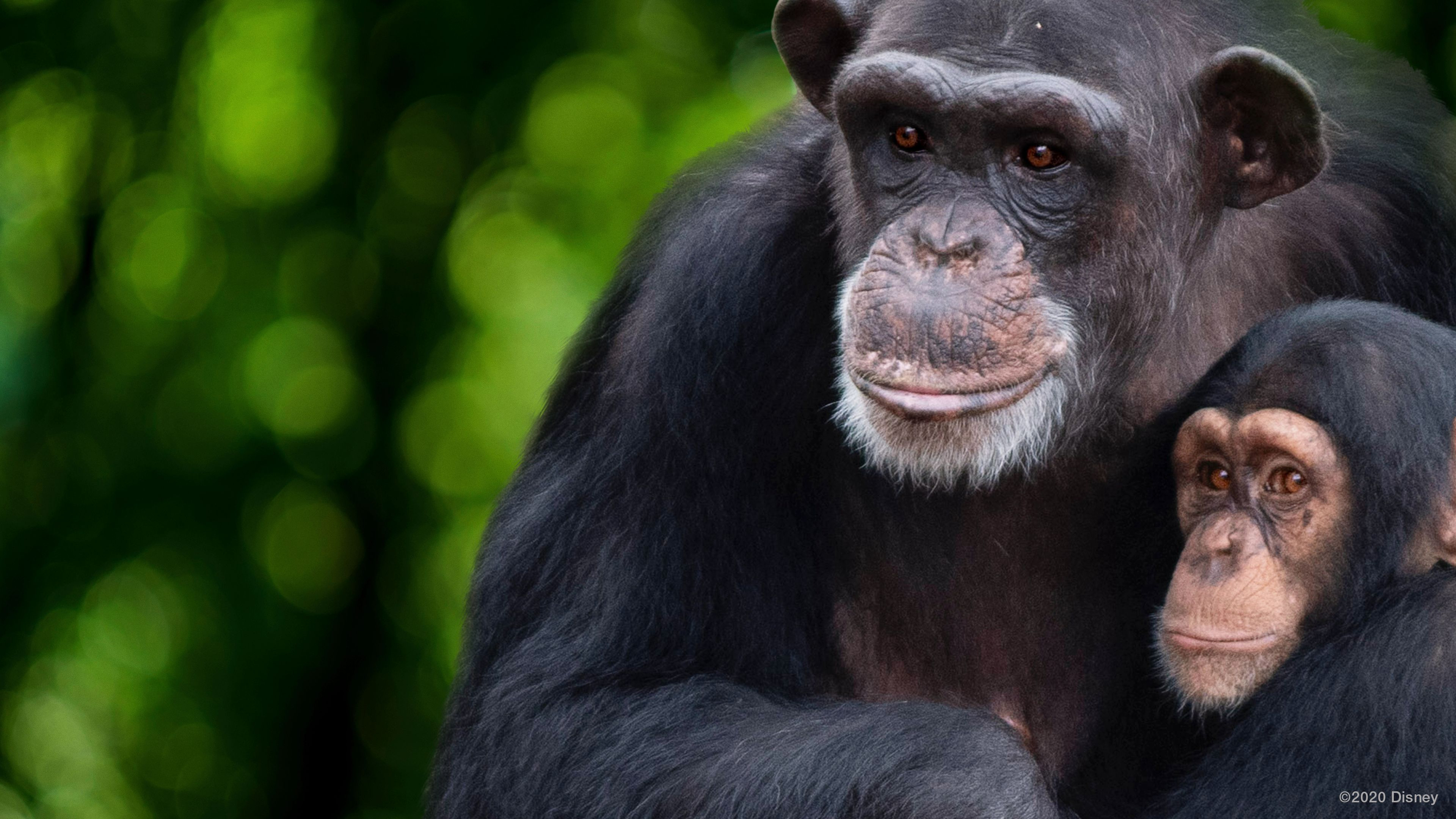 Meet the Chimps