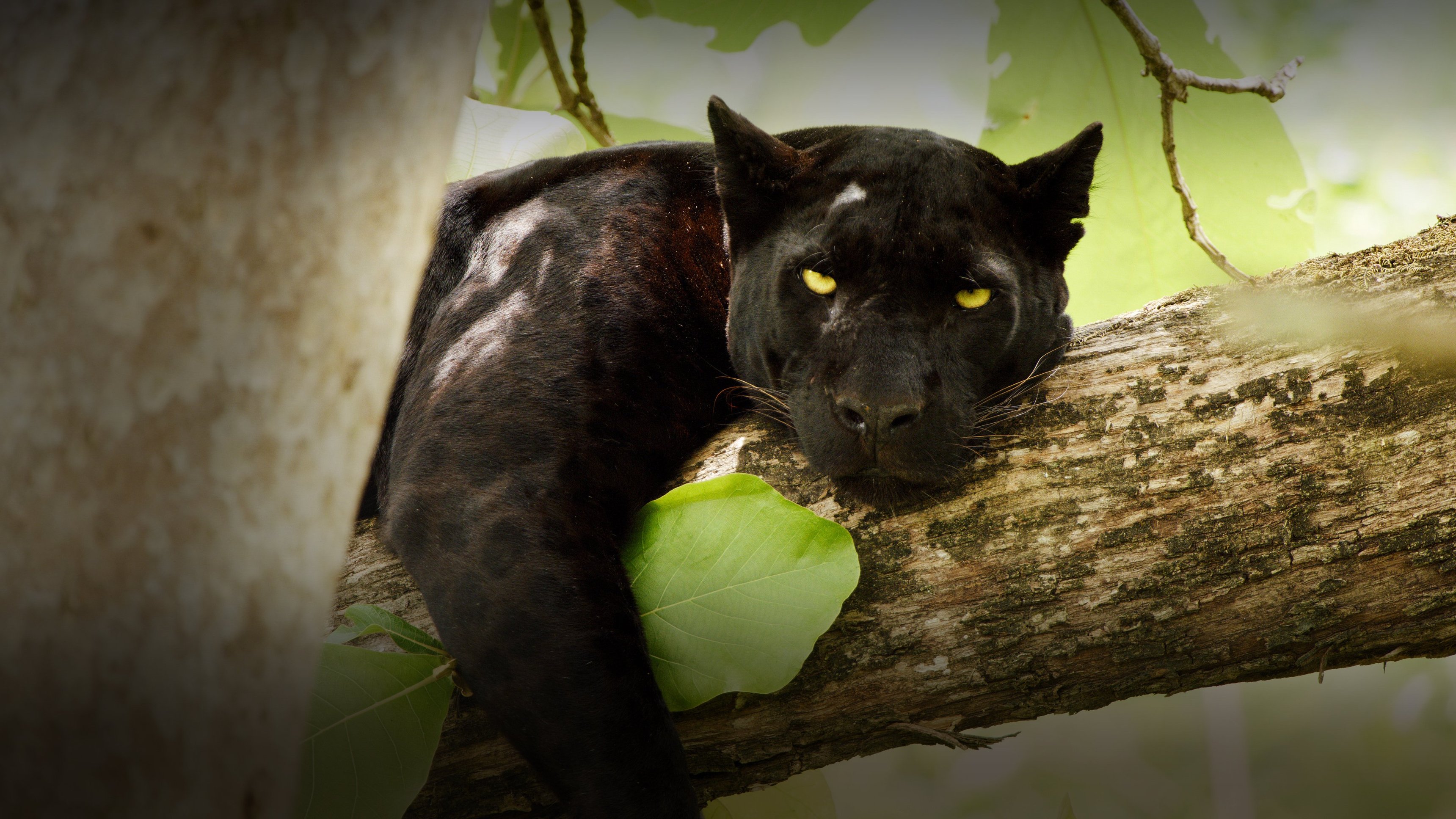 Världens natur: Djungelboken