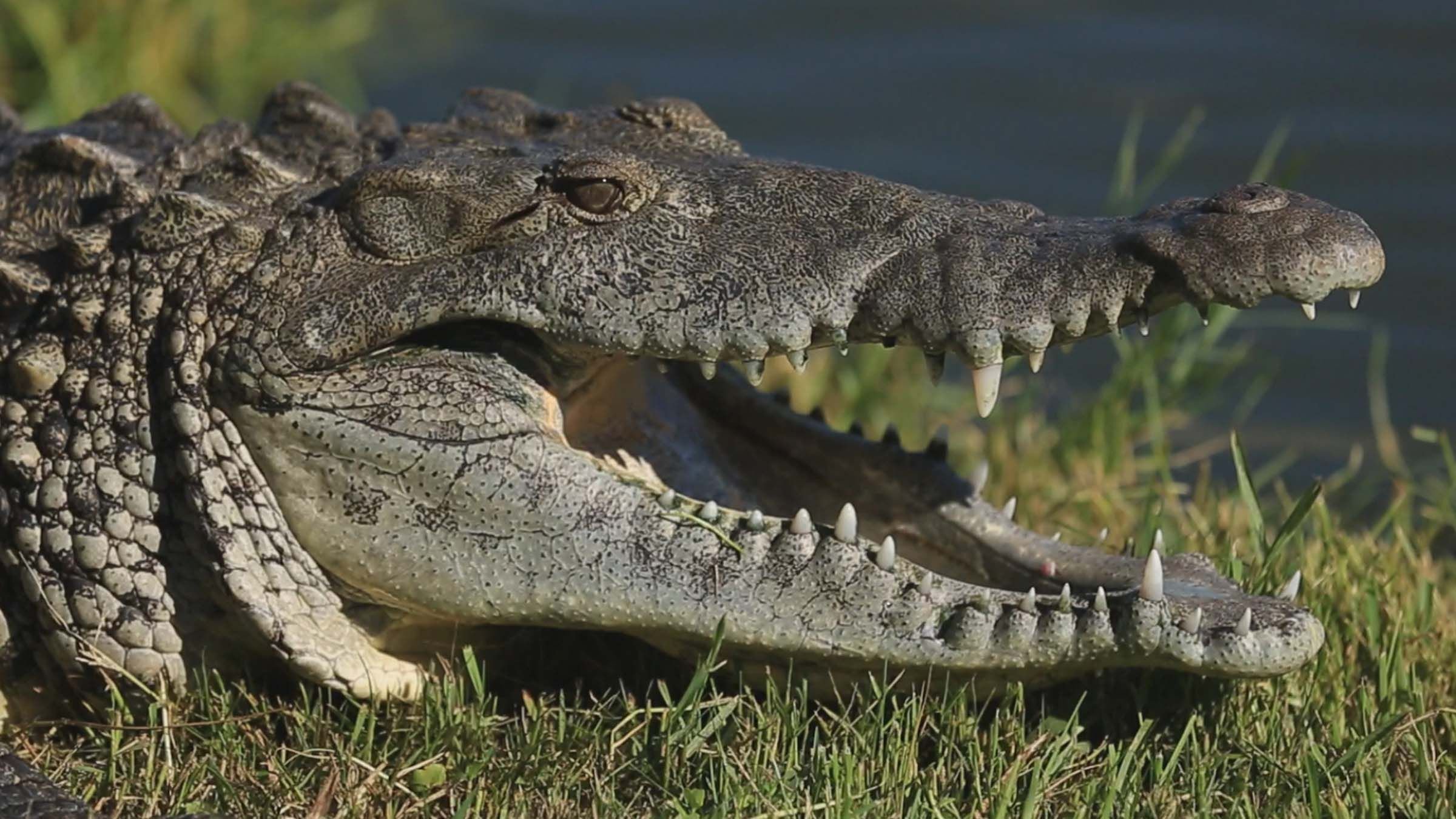 2. Förhistoriska predatorer