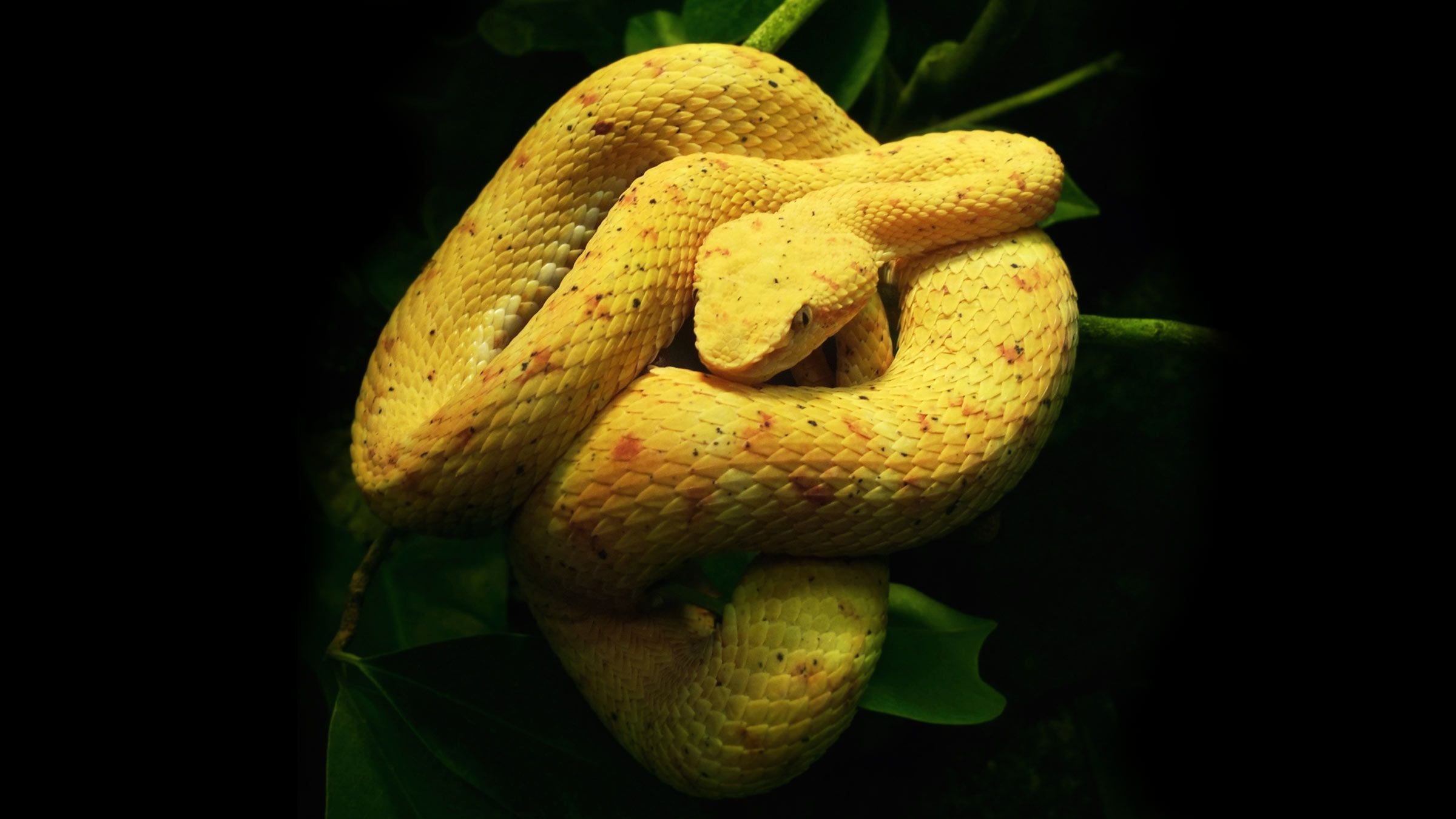The Hidden World of Snakes