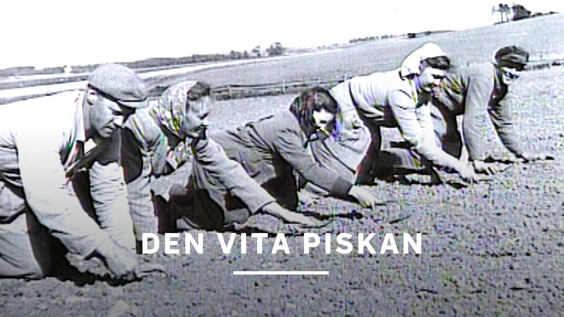 Den vita piskan