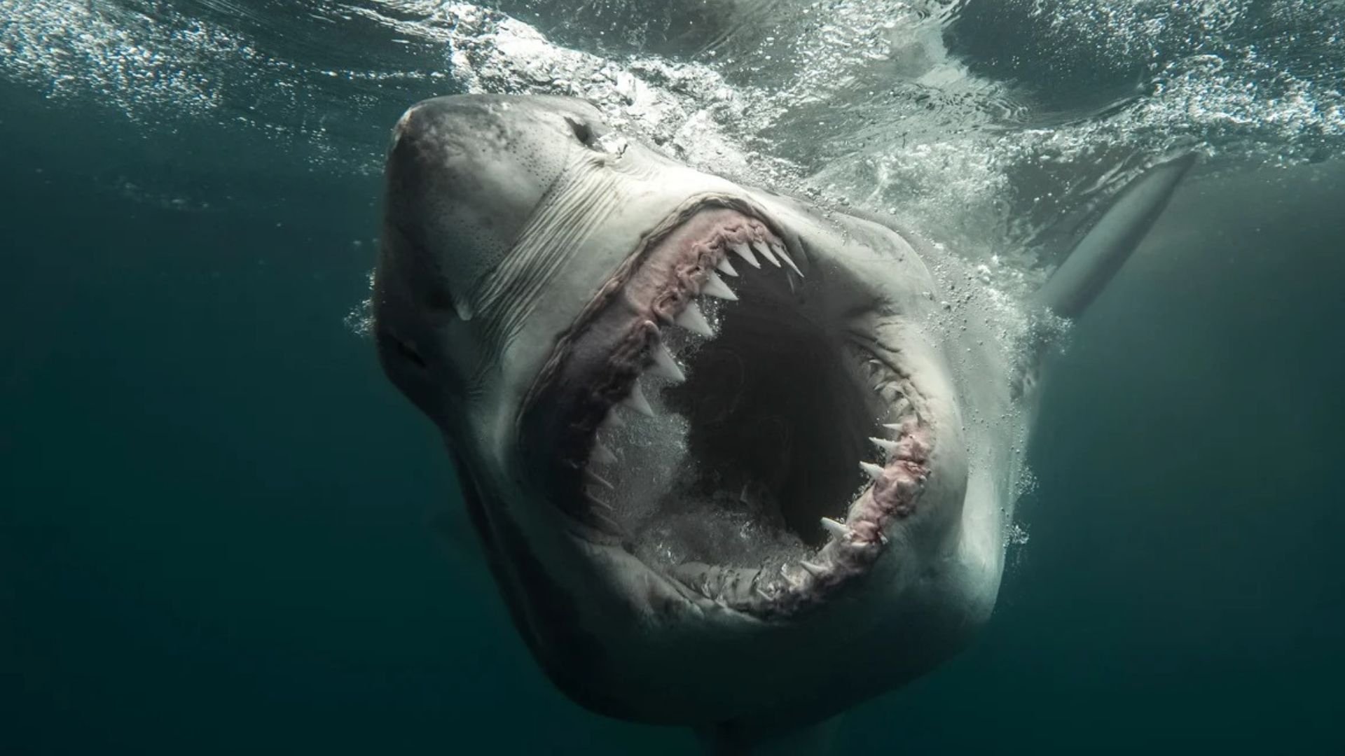 Shark Week