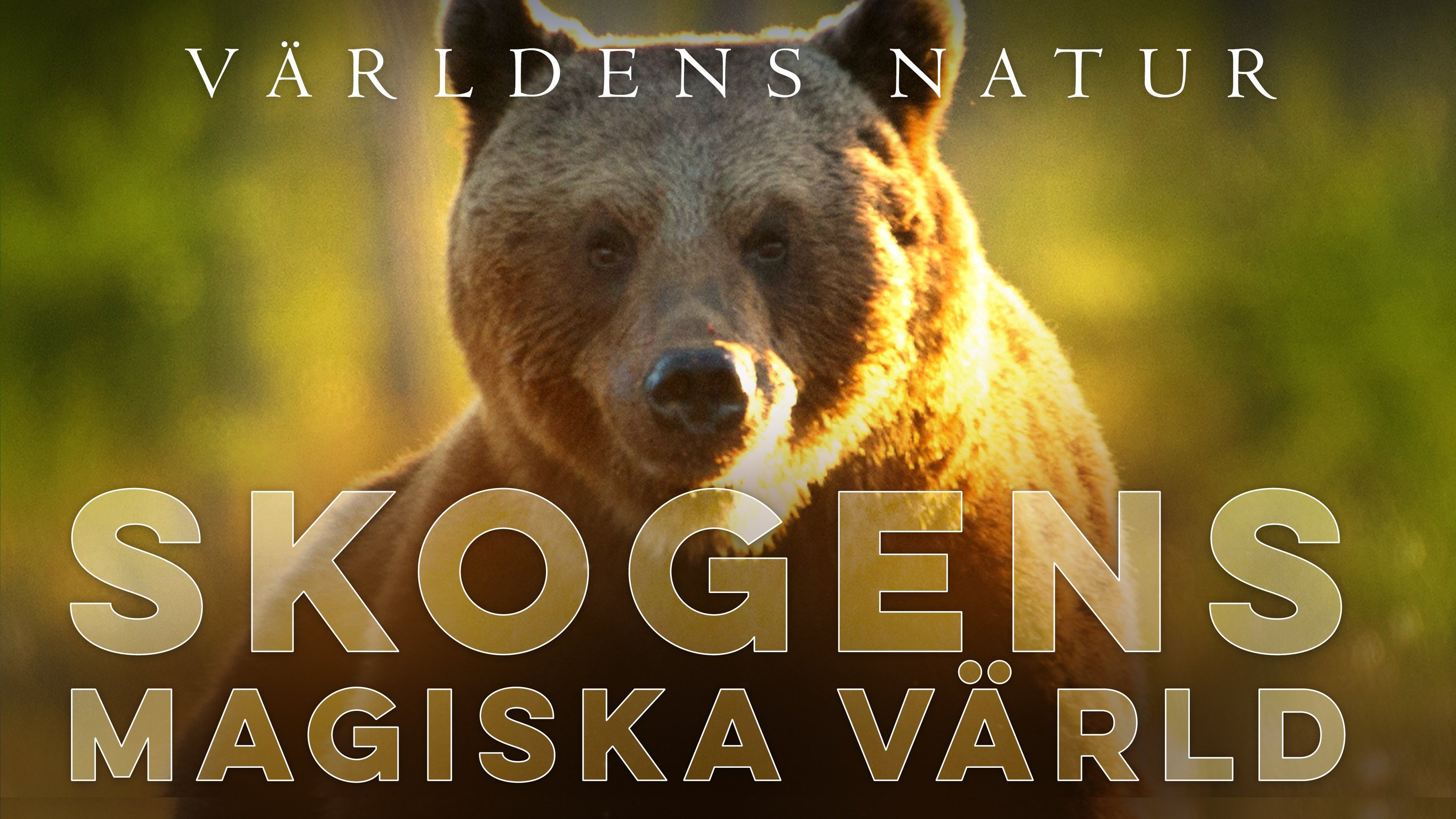 Världens natur: Skogens magiska värld
