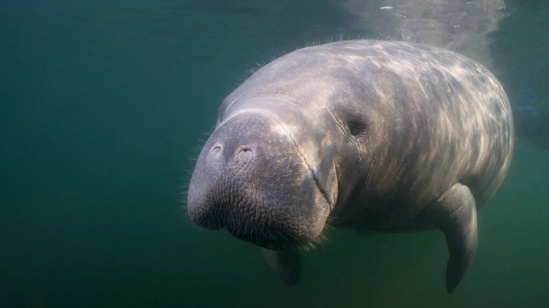 6. Manatee Rescue