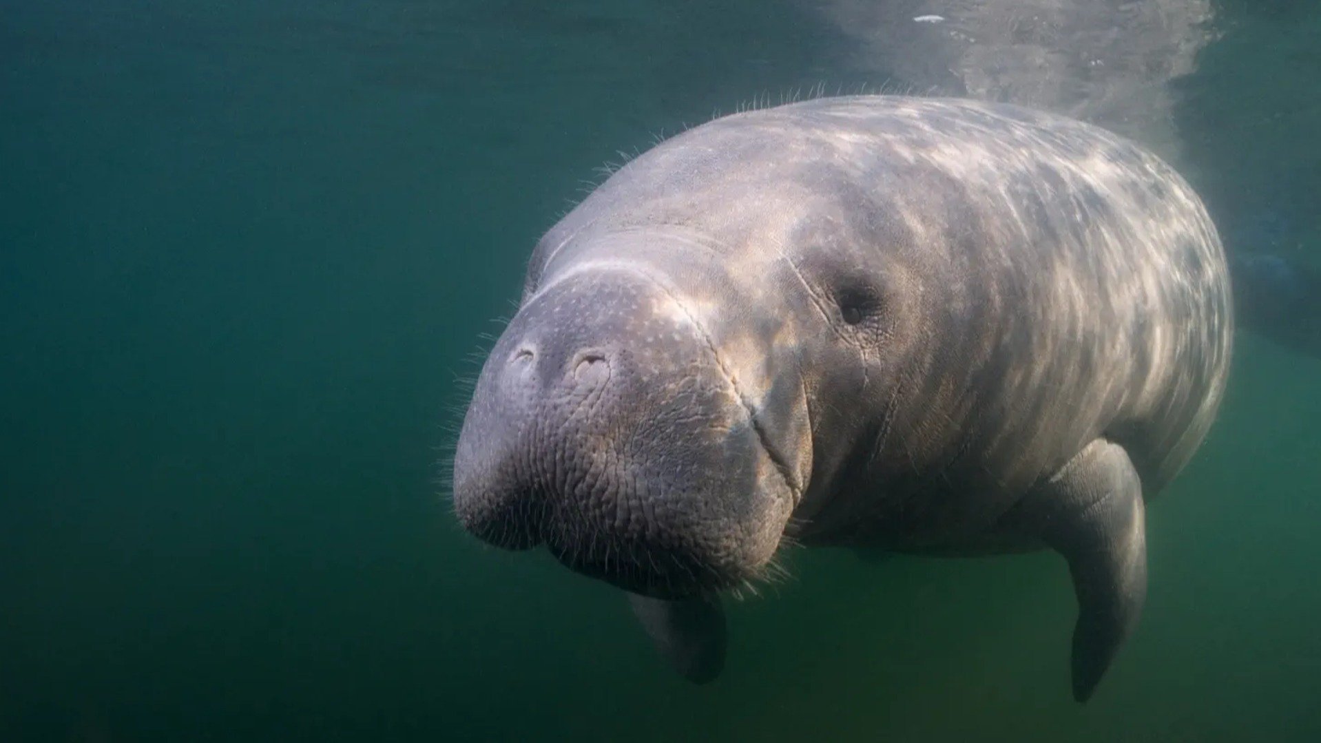 6. Manatee Rescue
