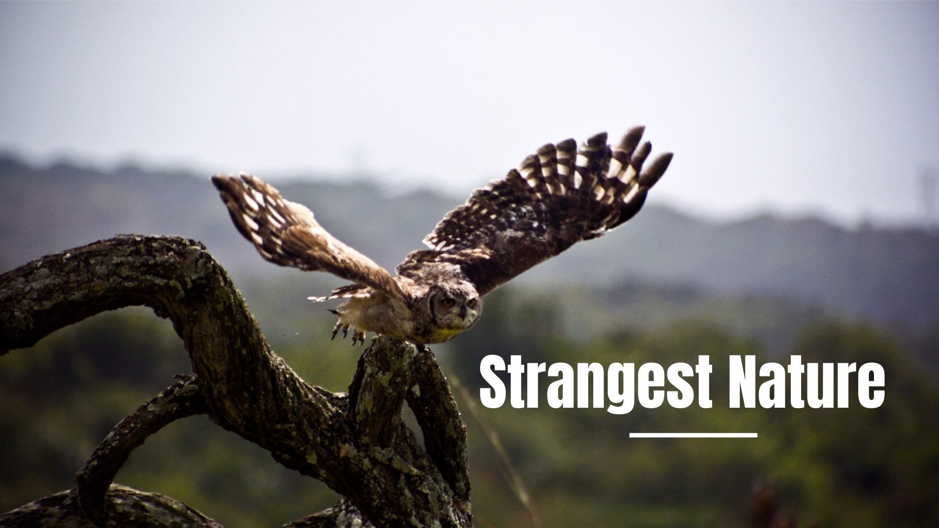 Strangest Nature