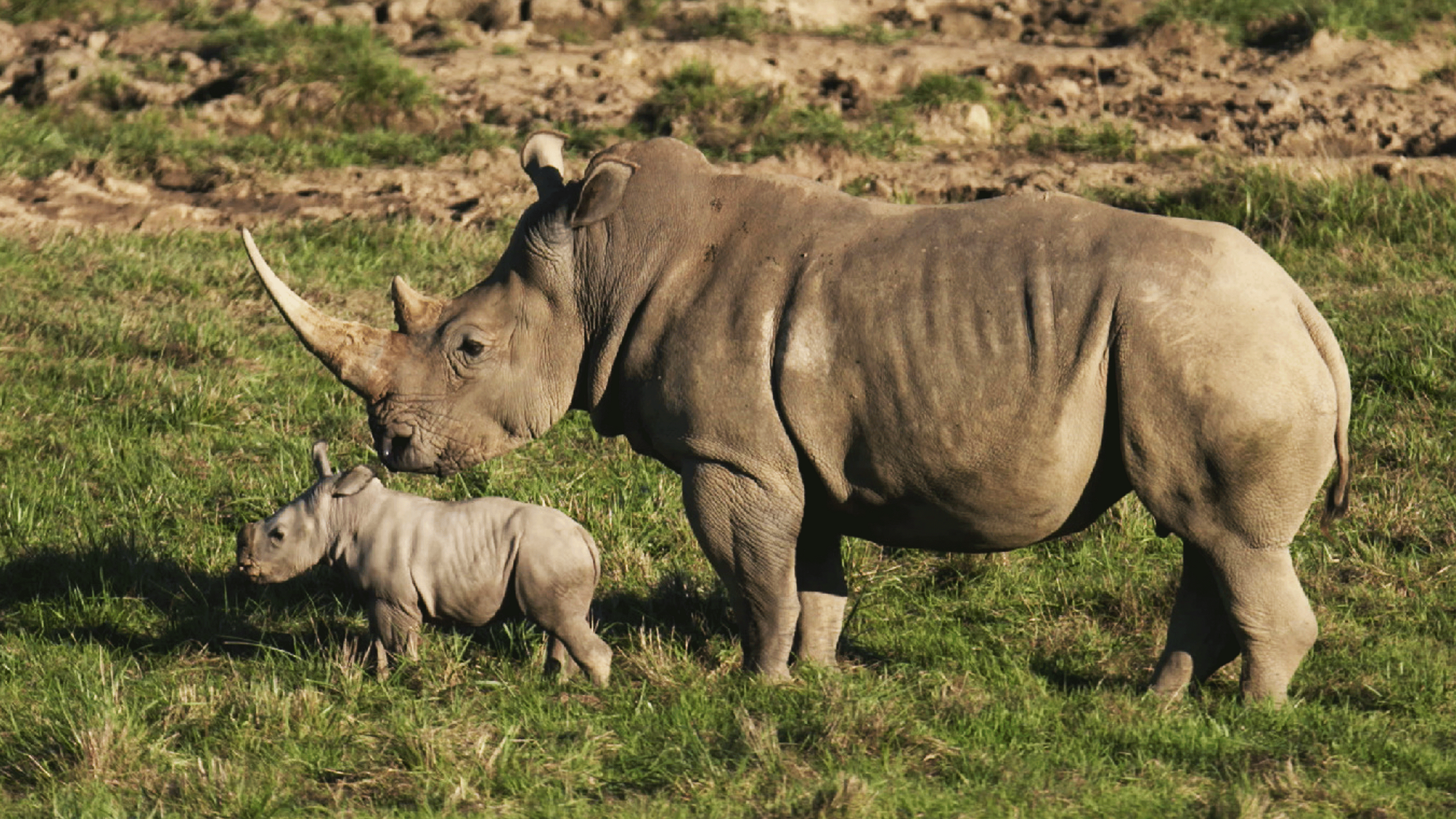 4. Rhino-Mite!
