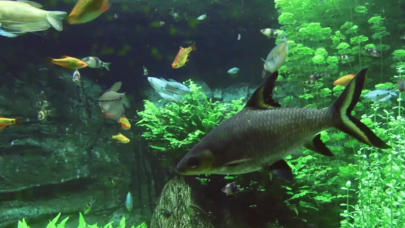 8. Fiskar i akvarium