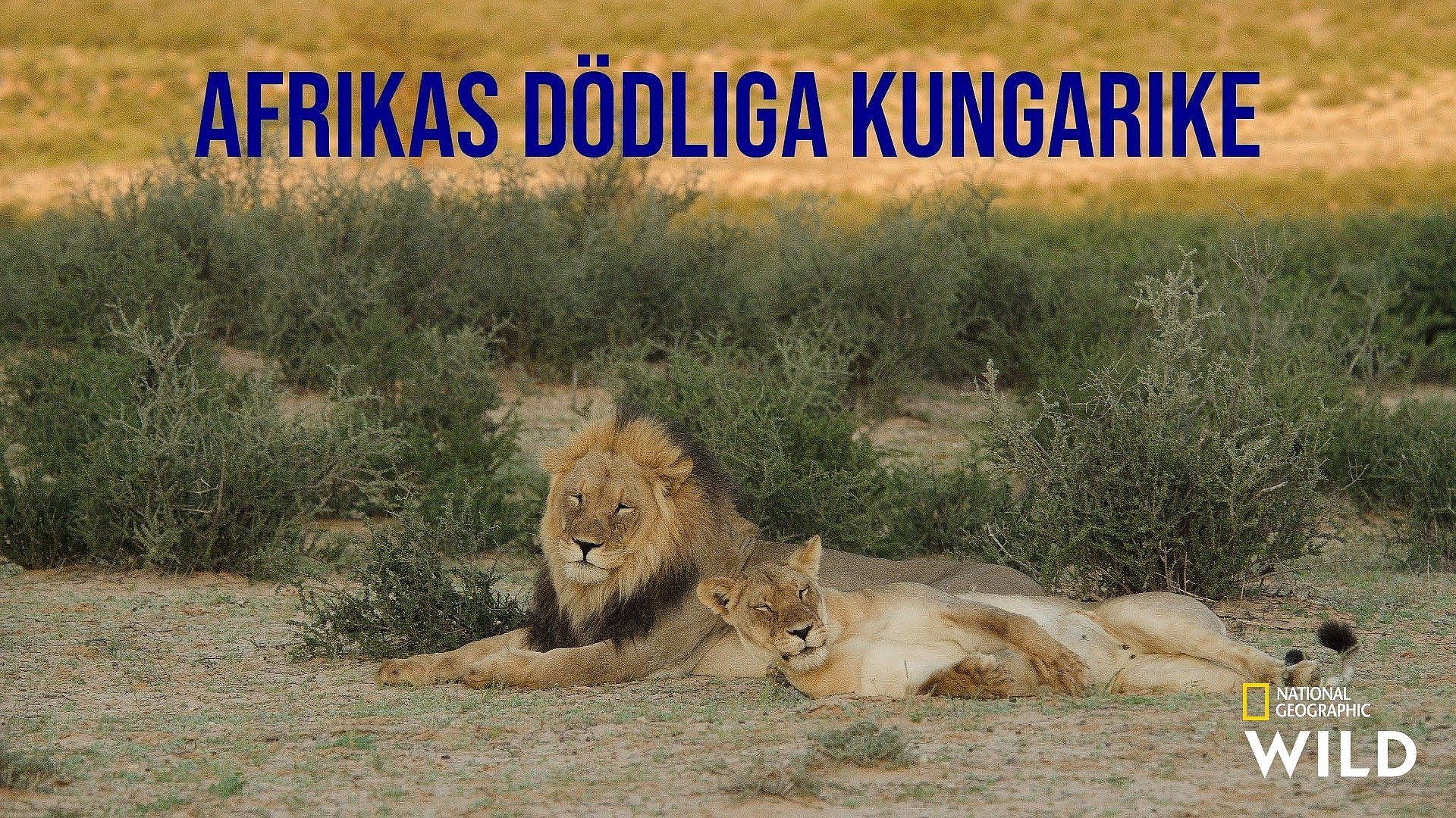 Afrikas dödliga kungarike