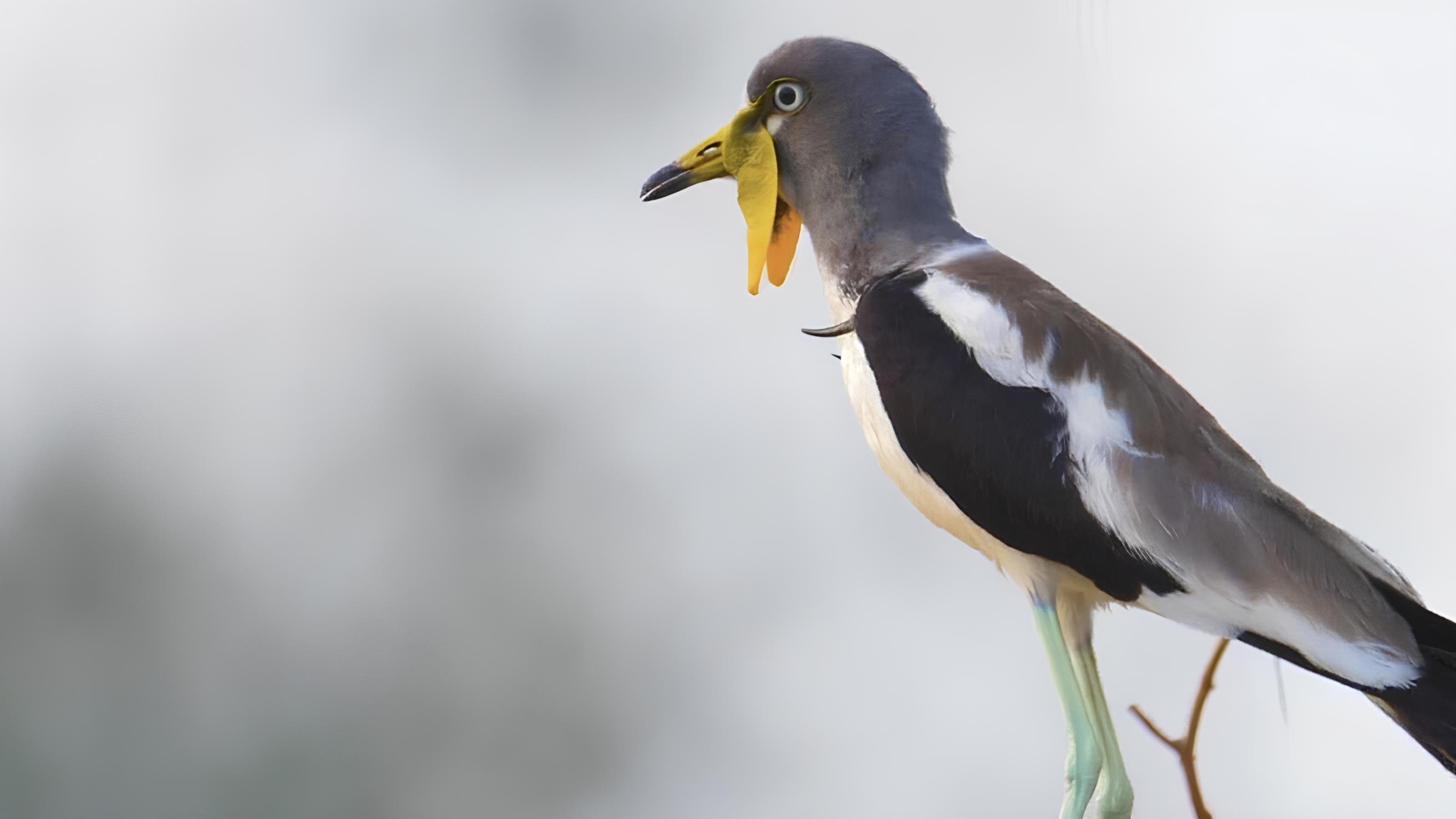 5. Ökenlo, vildmarken brinner