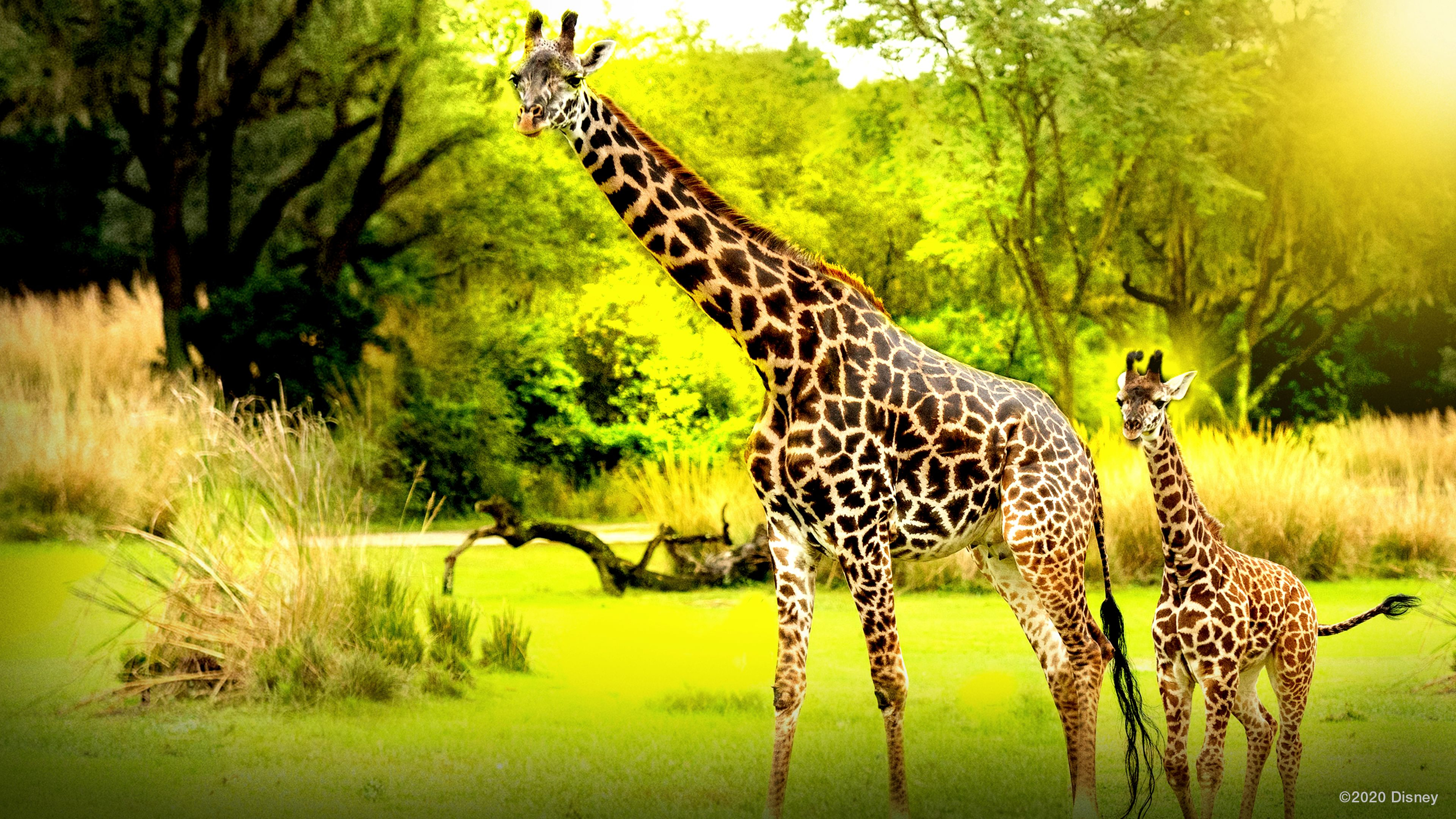 Magic Of Disney's Animal Kingdom