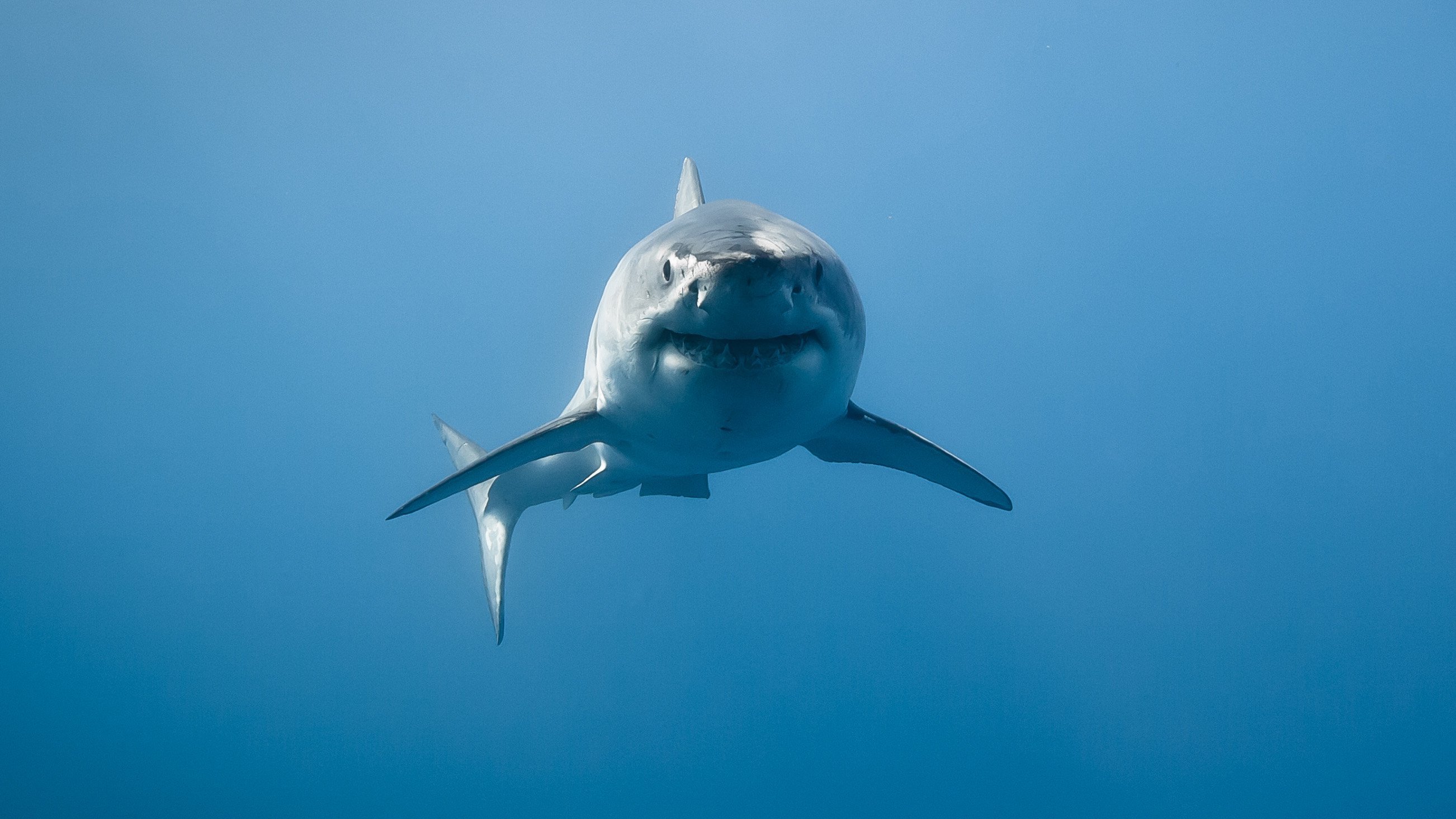 Shark Week Immersion