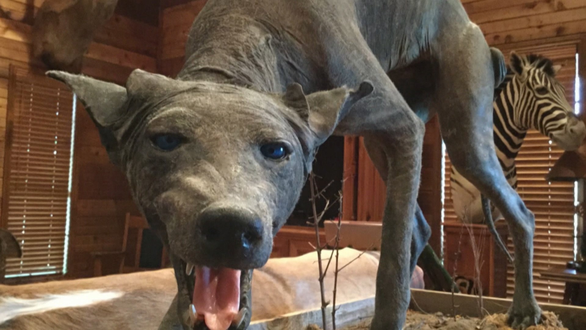 6. Mystery Of The Chupacabra