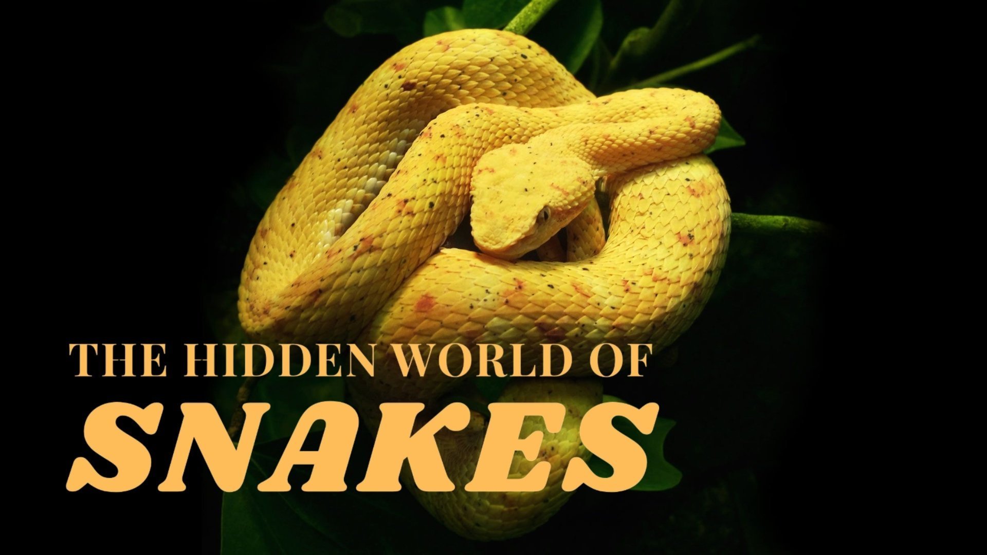 The Hidden World of Snakes