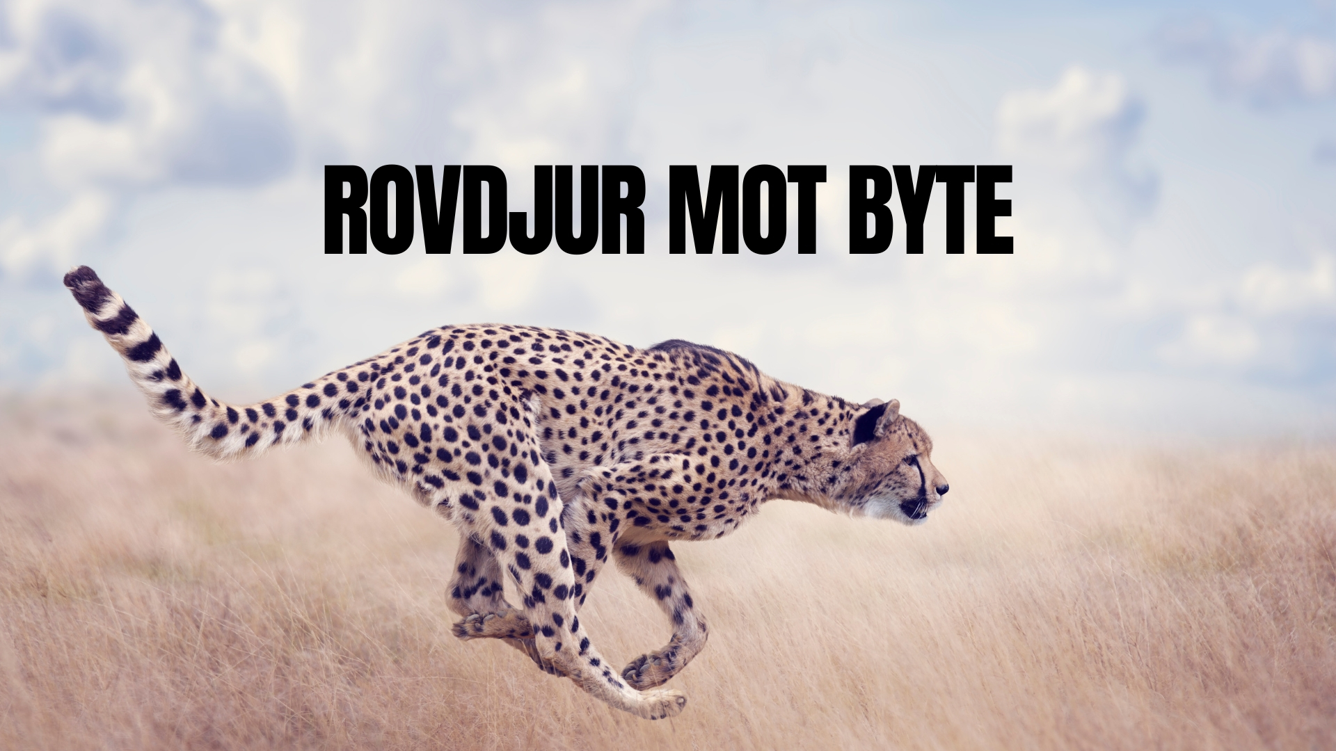 ROVDJUR MOT BYTE