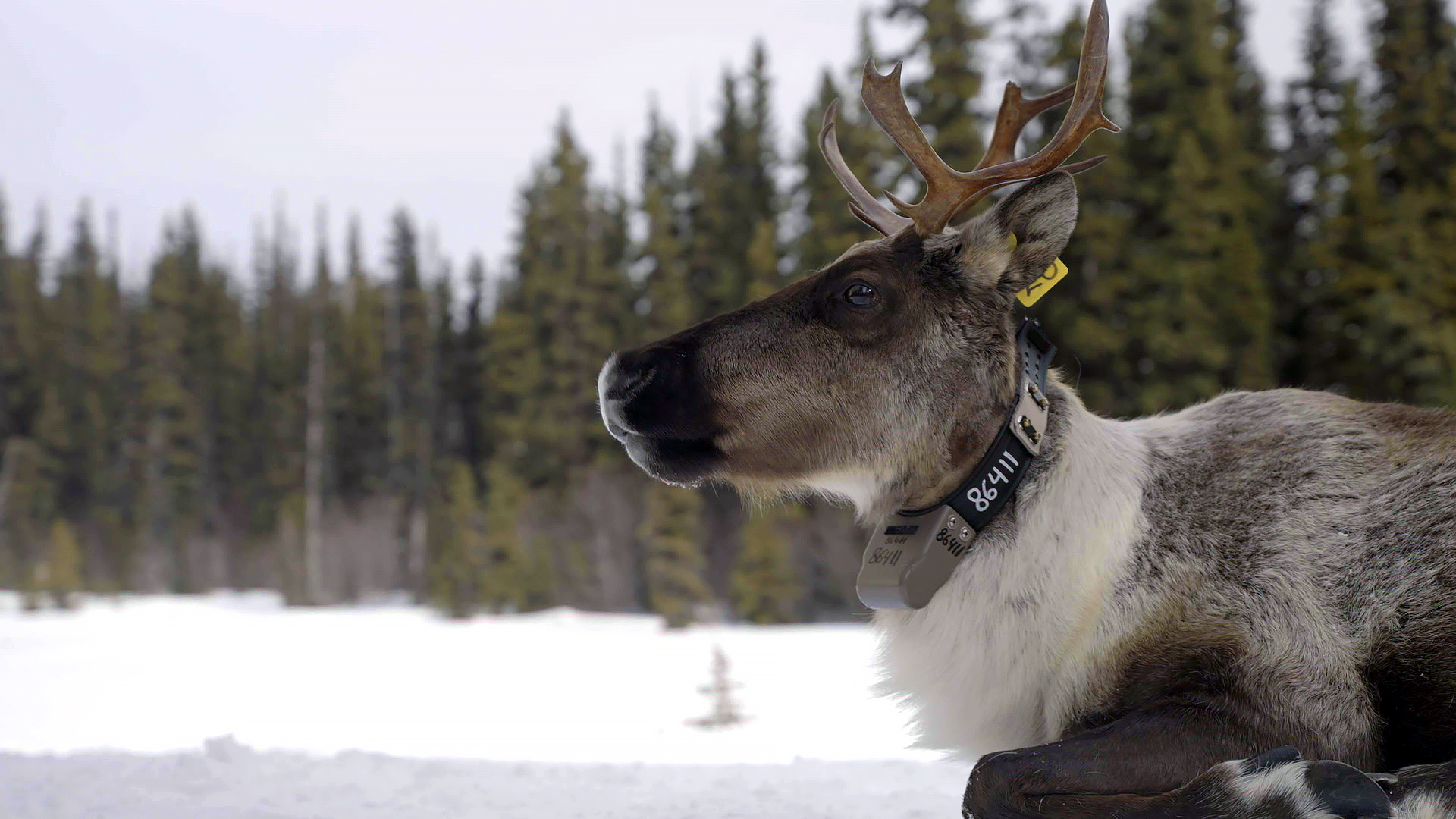 Klippiga bergens vilda korridor: Från Yellowstone till Yukon