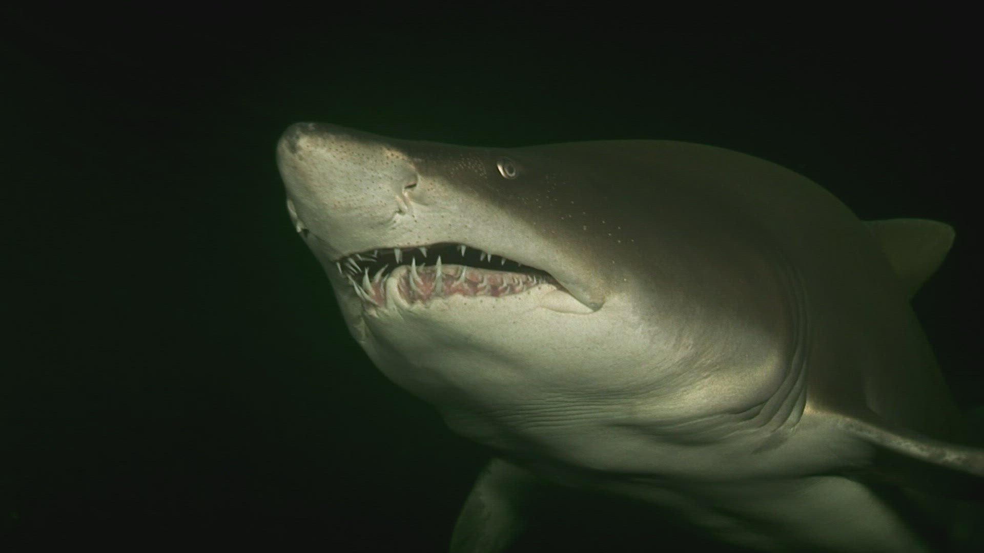 Shark After Dark