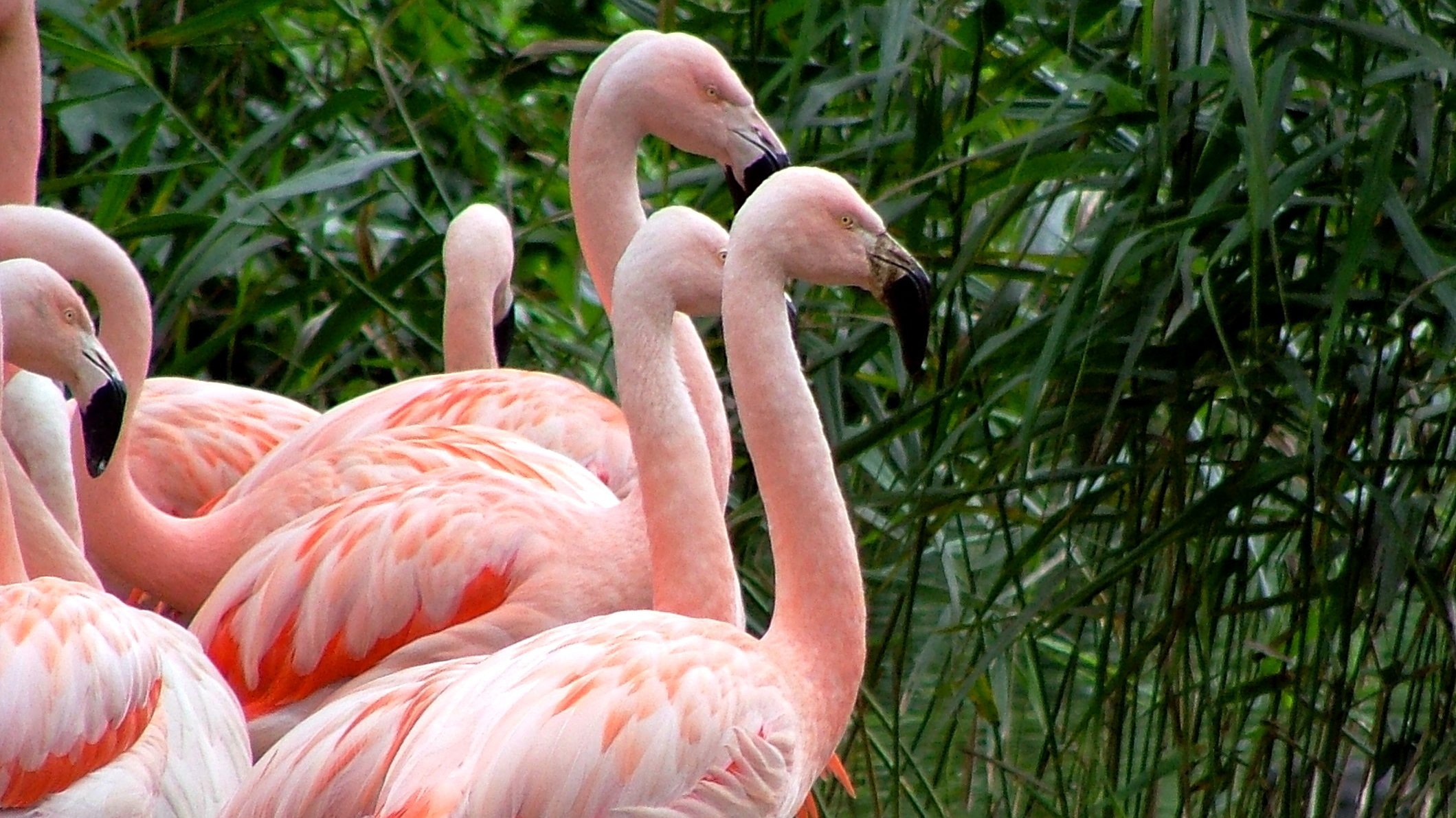 The Zoo