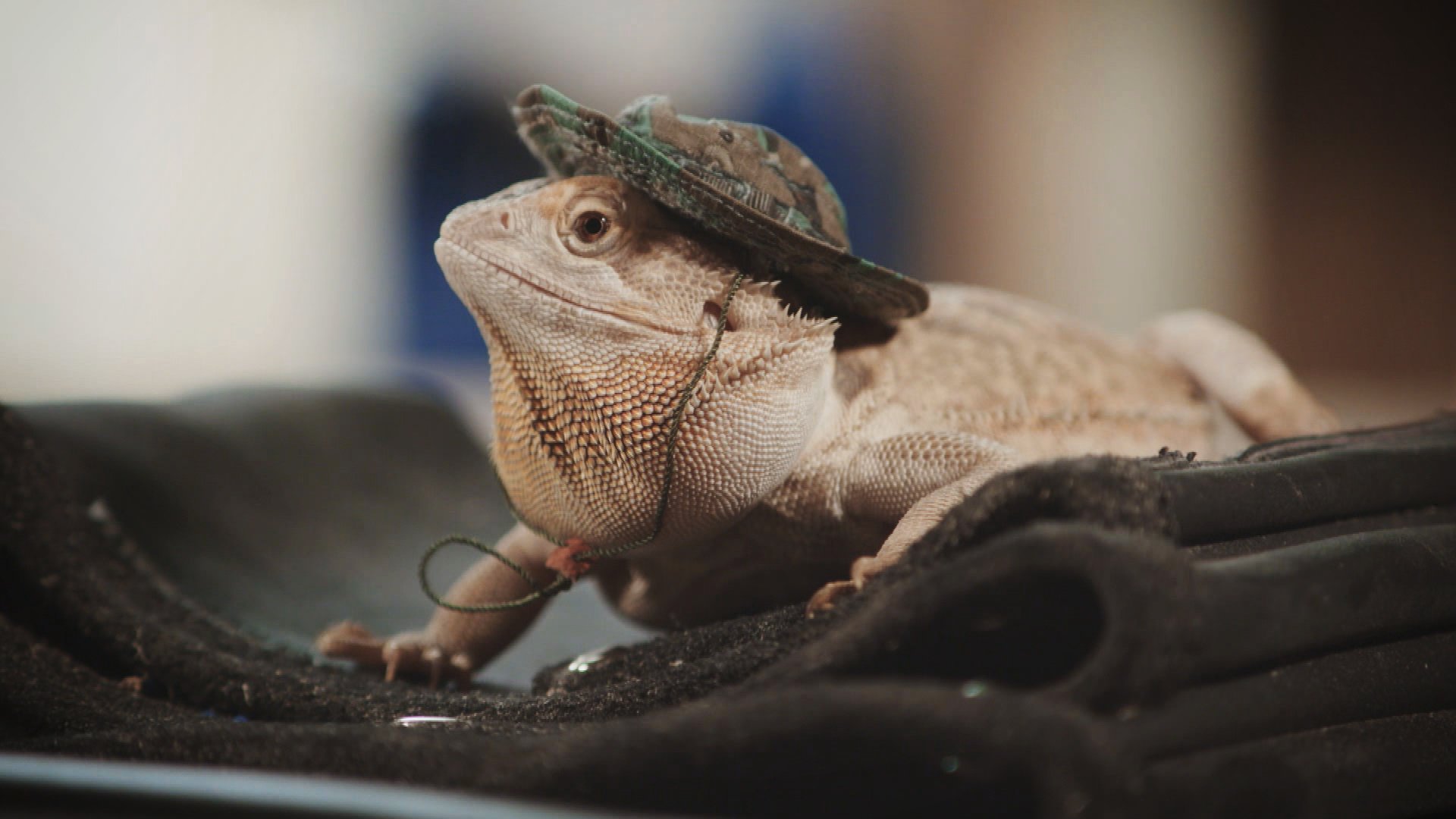 6. Monkey-Tailed Skink Adventure