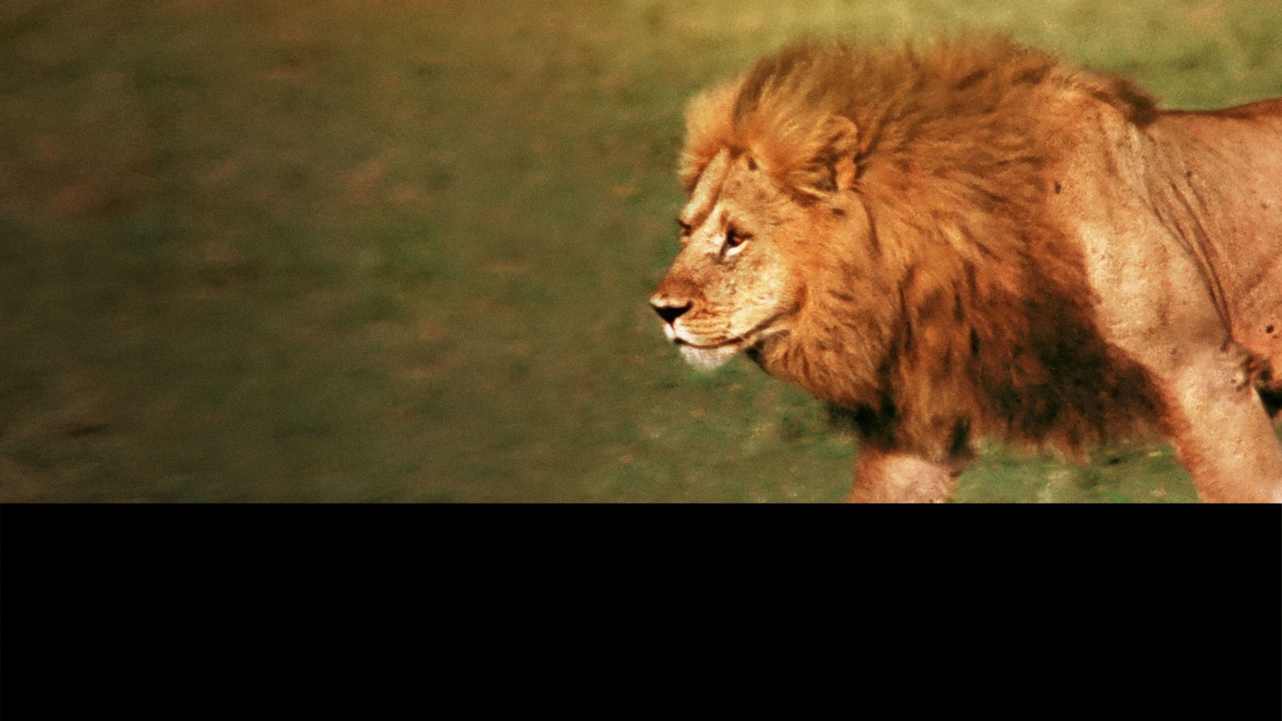 Afrikas lejon