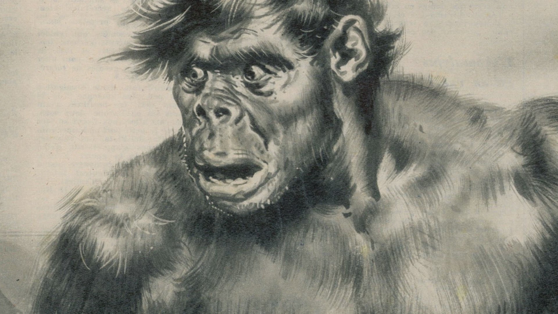 4. What is the Yeti?