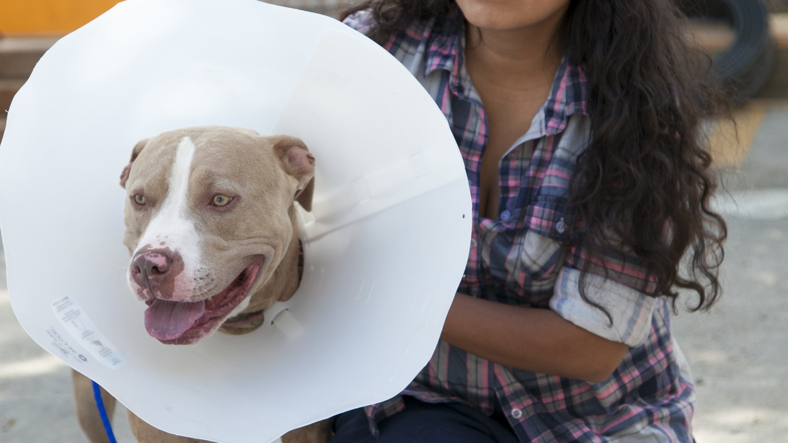 12. Pit Bull Vs Rattler