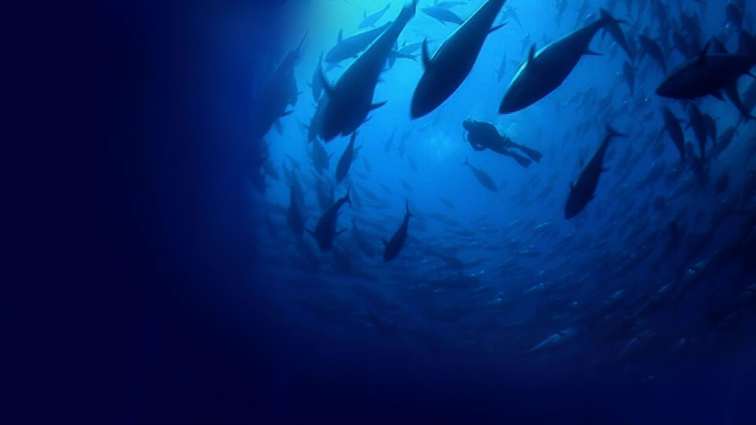 Fishing for bluefin tuna