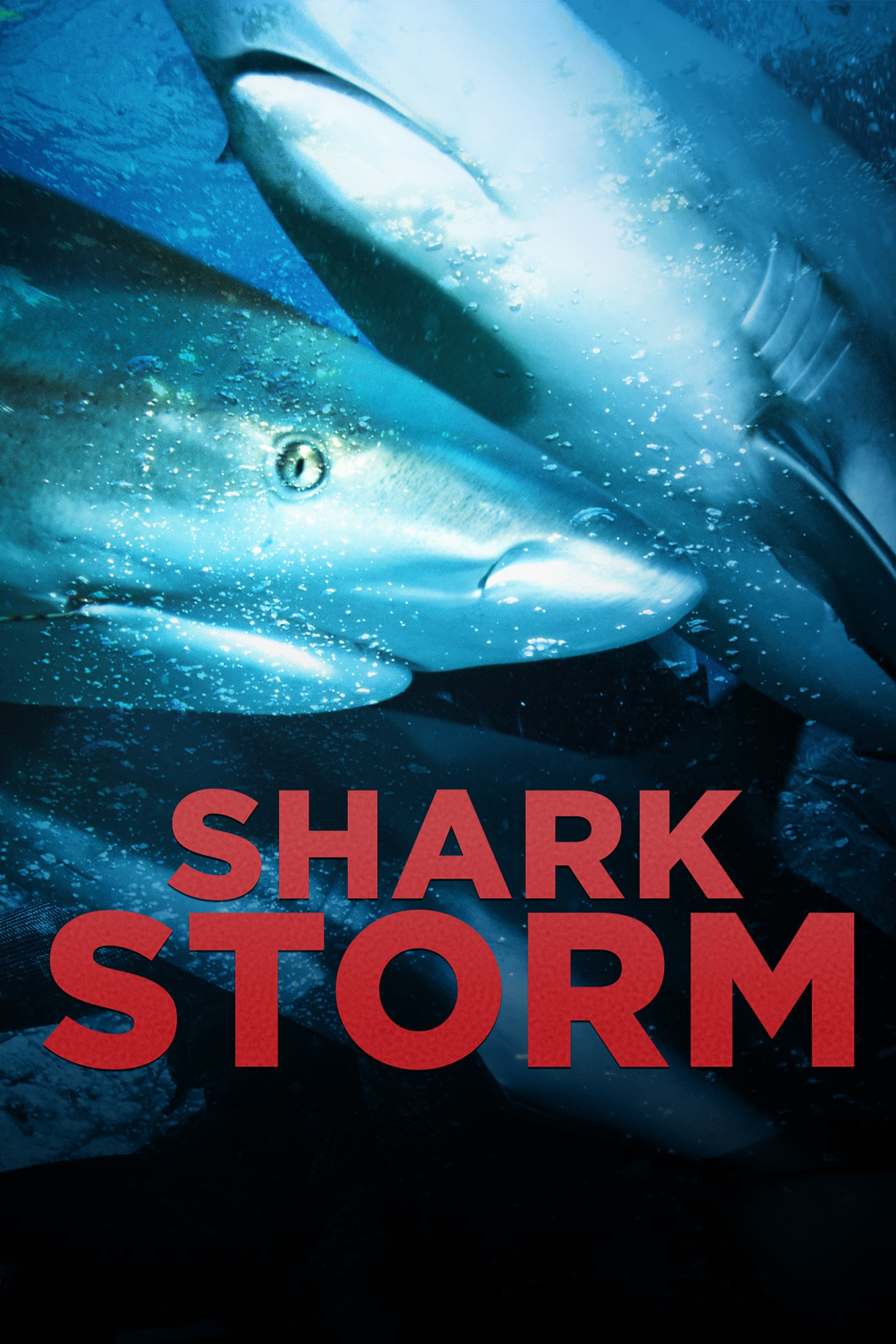 Shark Storm