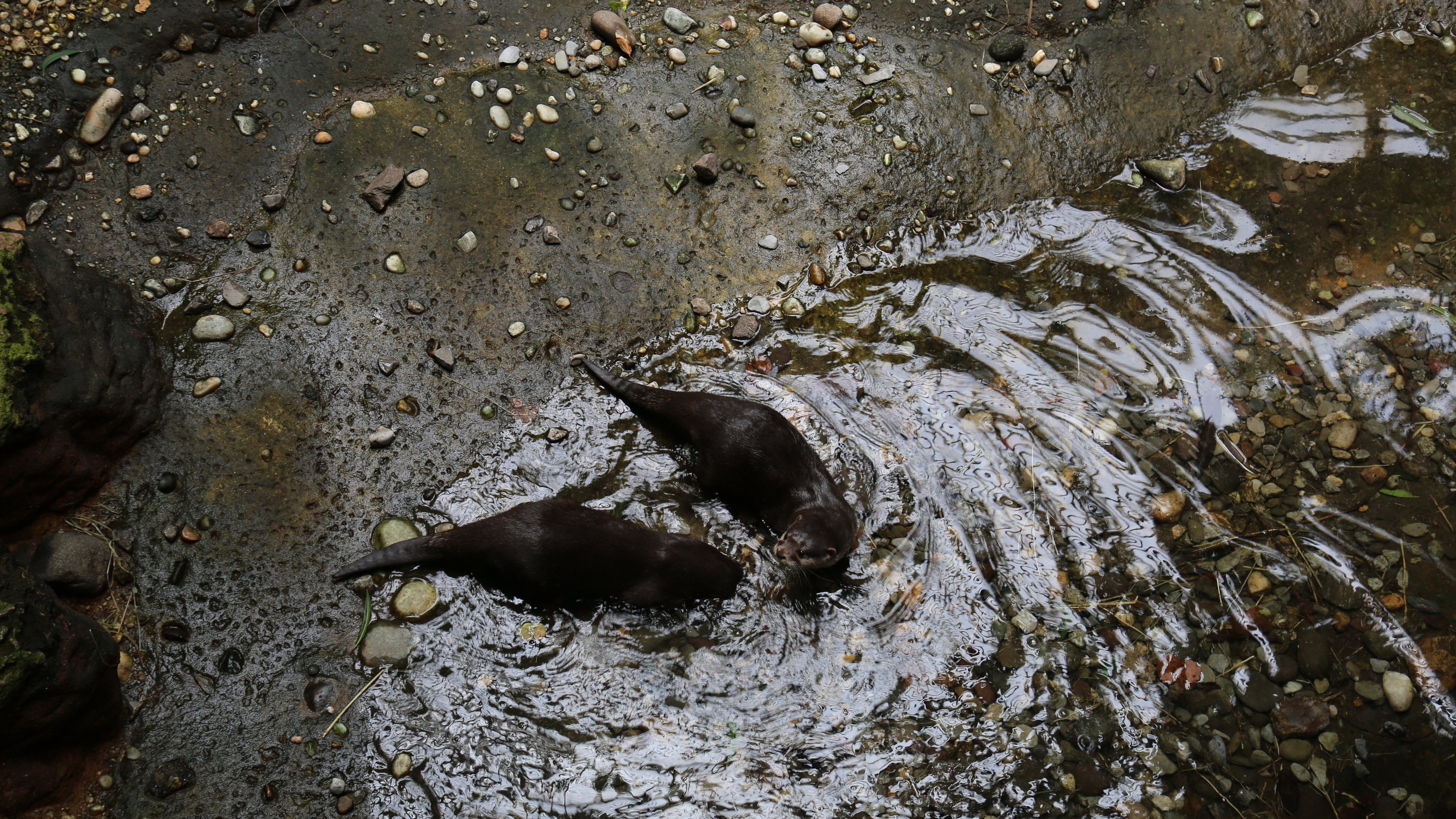3. Otter Under The Weather