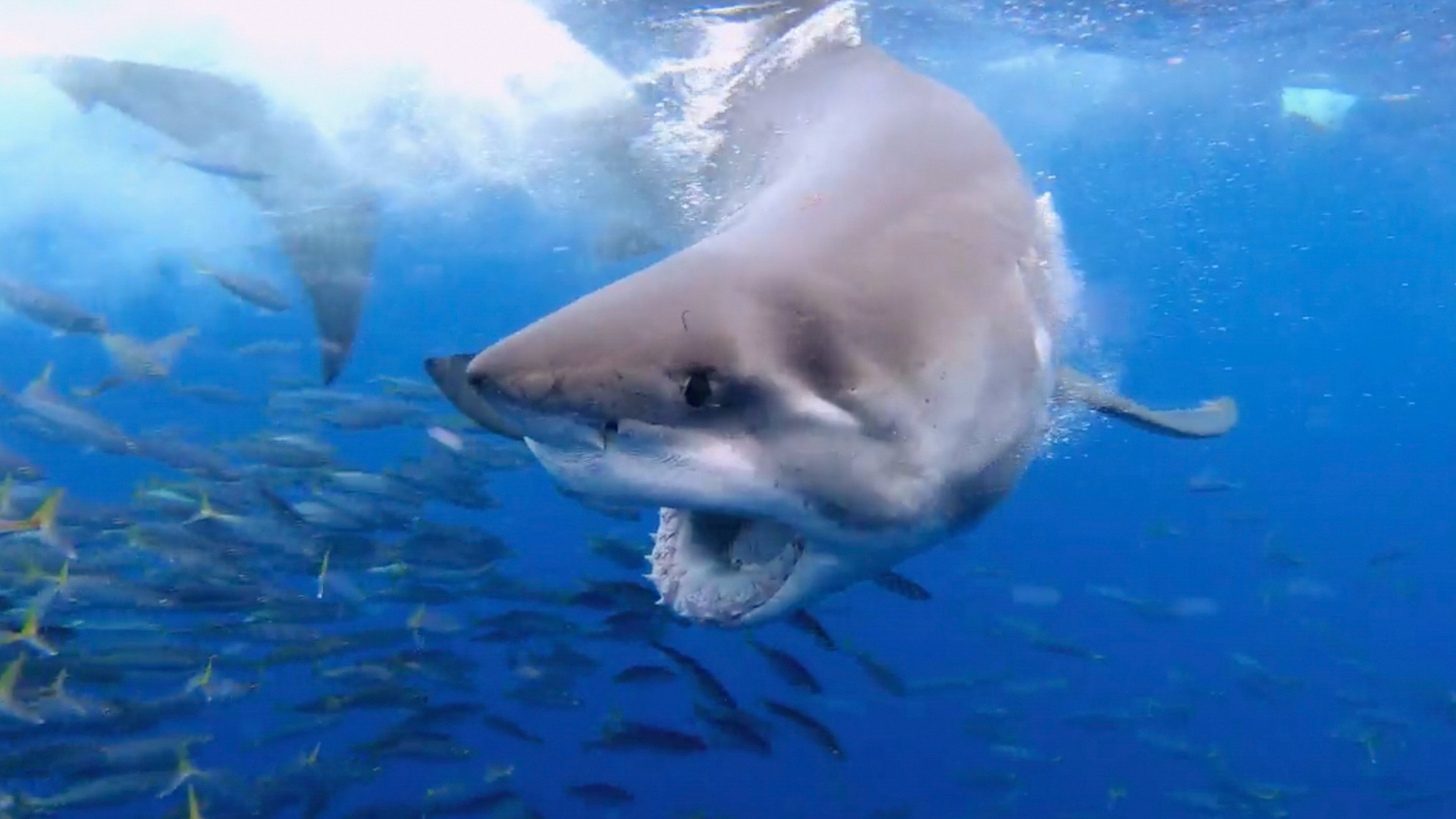 Bear Vs Shark