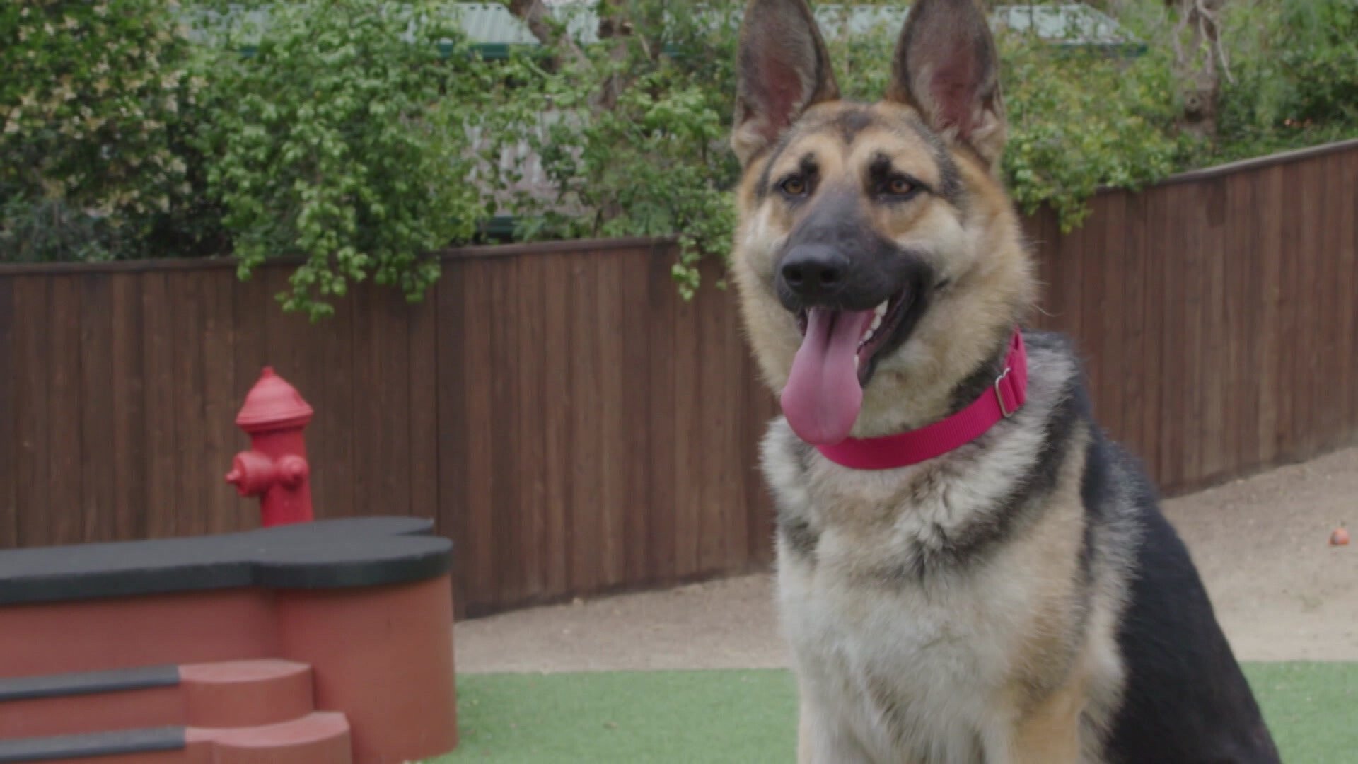 25. Welcoming wags