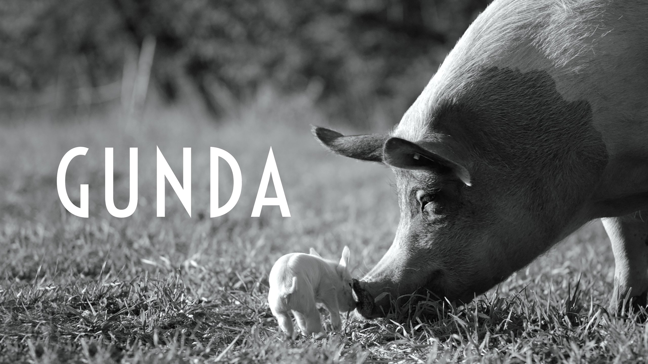 Gunda