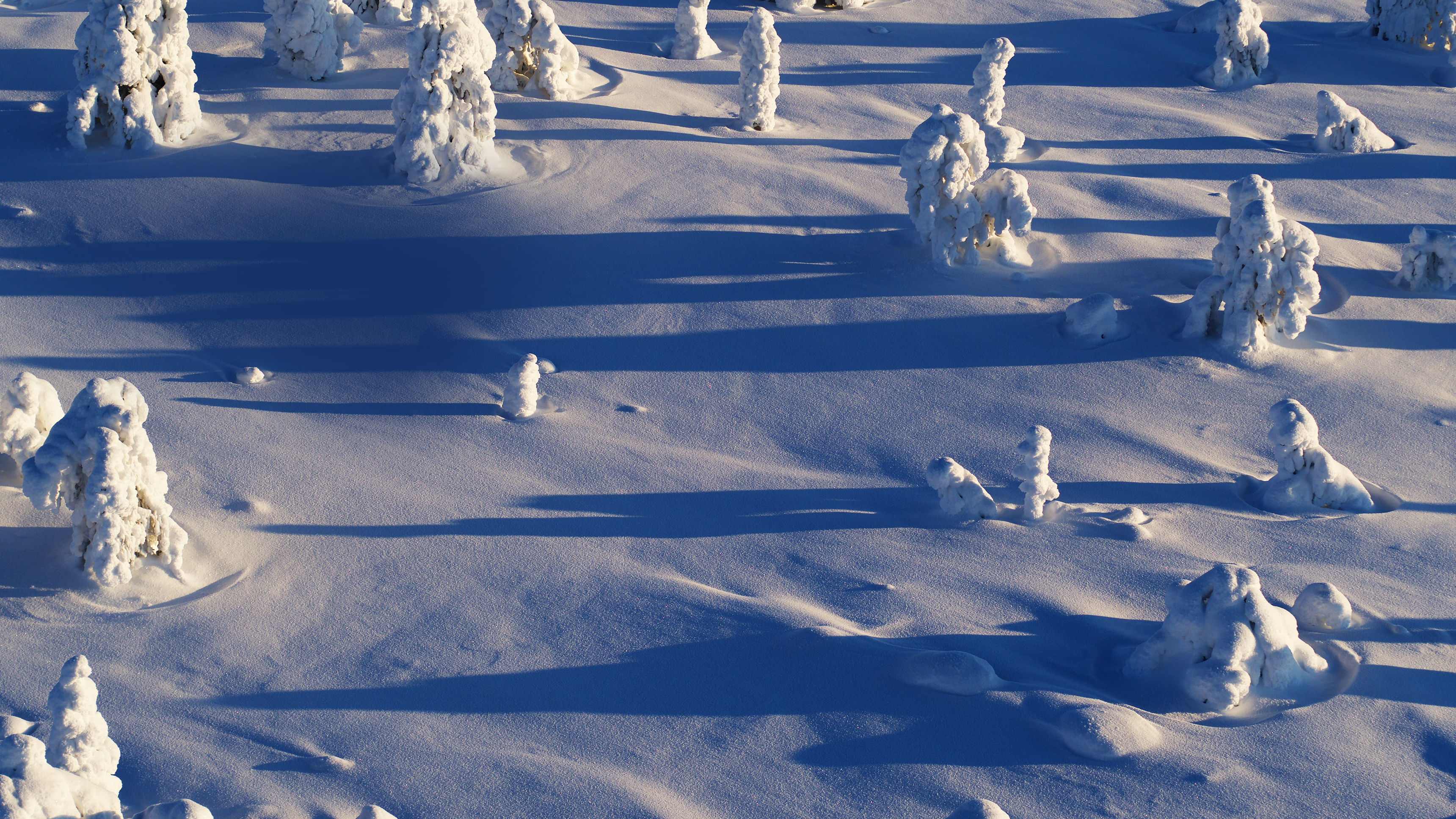 Wild Lapland
