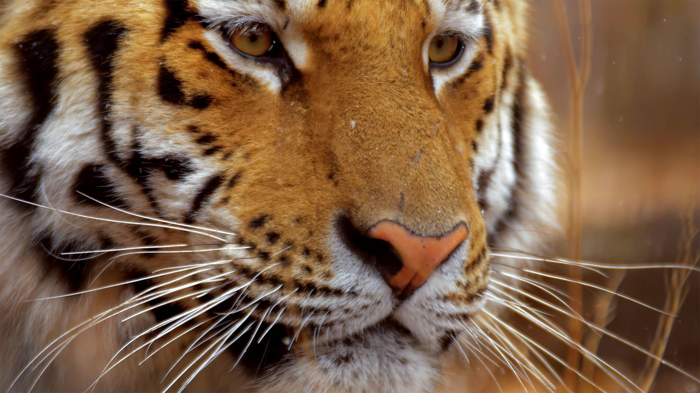 8. Amurtigern