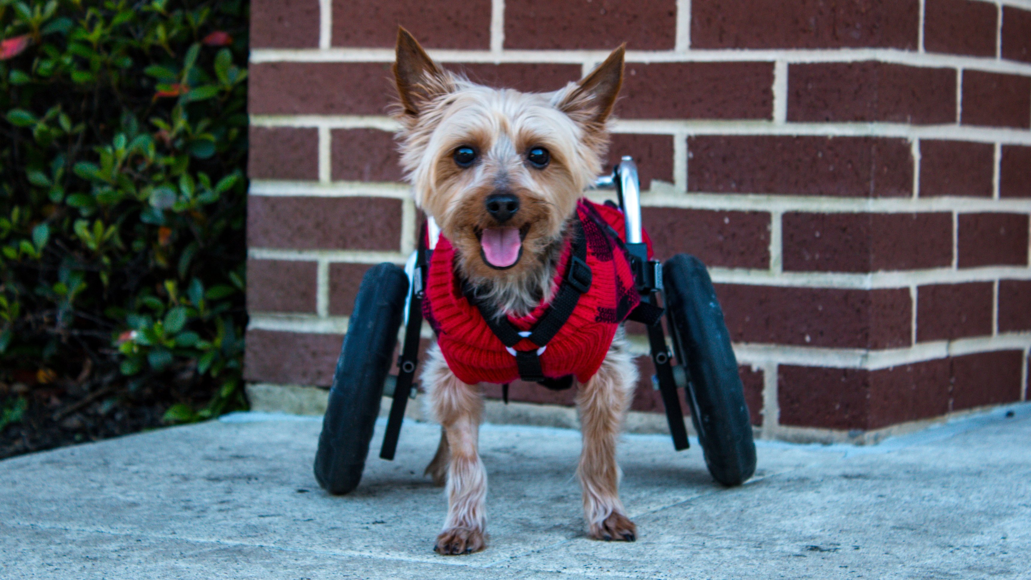 6. Little Dog, Big Problem