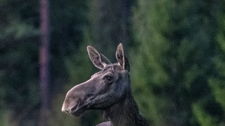 Älgvandringen - höjdpunkter 2021