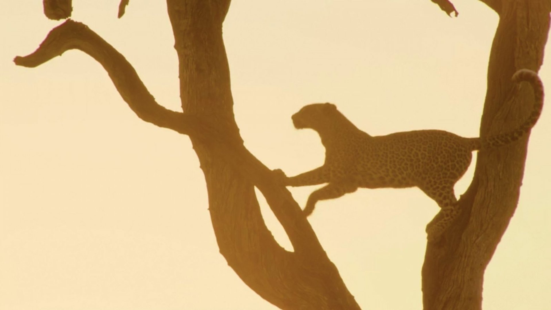 2. Leopard, sand och hetta